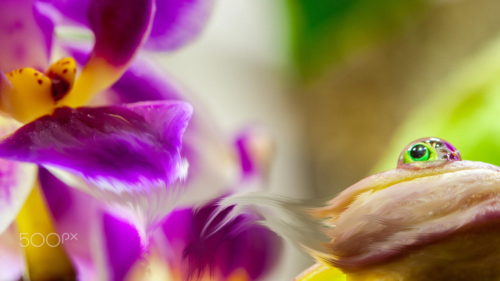Nikon AF-S Micro-Nikkor 60mm F2.8G ED sample photo. Alien drop photography