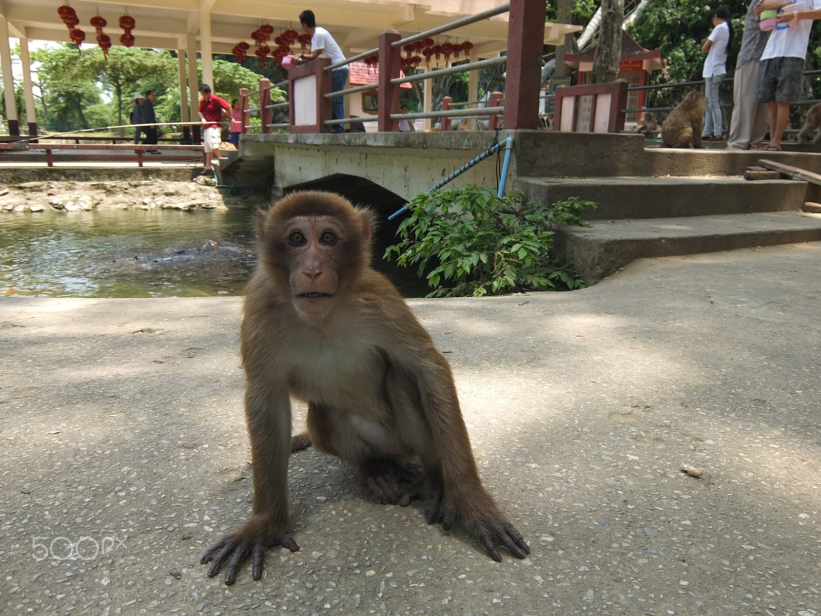 Fujifilm XF1 sample photo. Crab-eating macaque, wat tham pla i photography