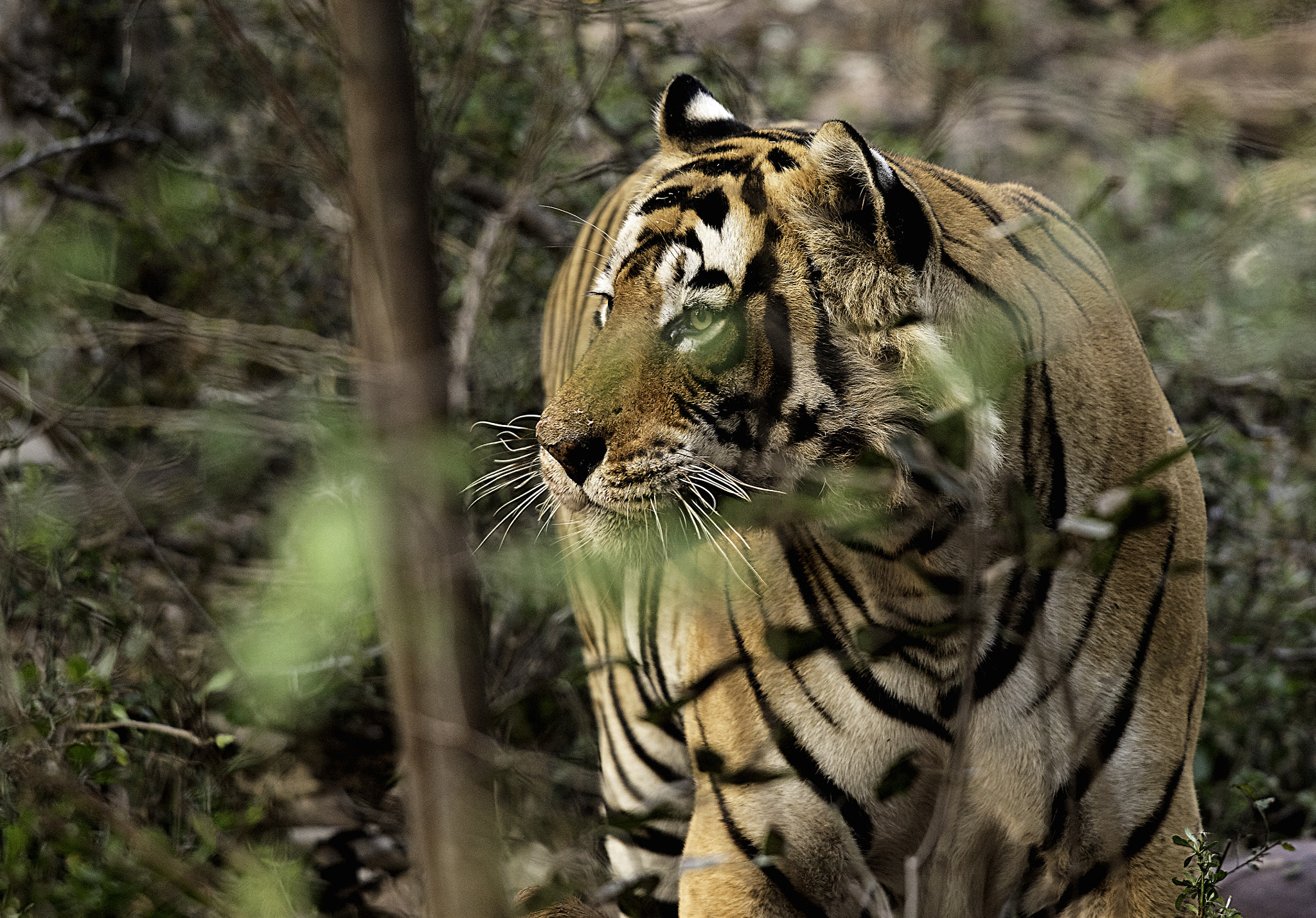 Canon EOS 7D Mark II + Canon EF 400mm F2.8L IS USM sample photo. Tiger alert  photography