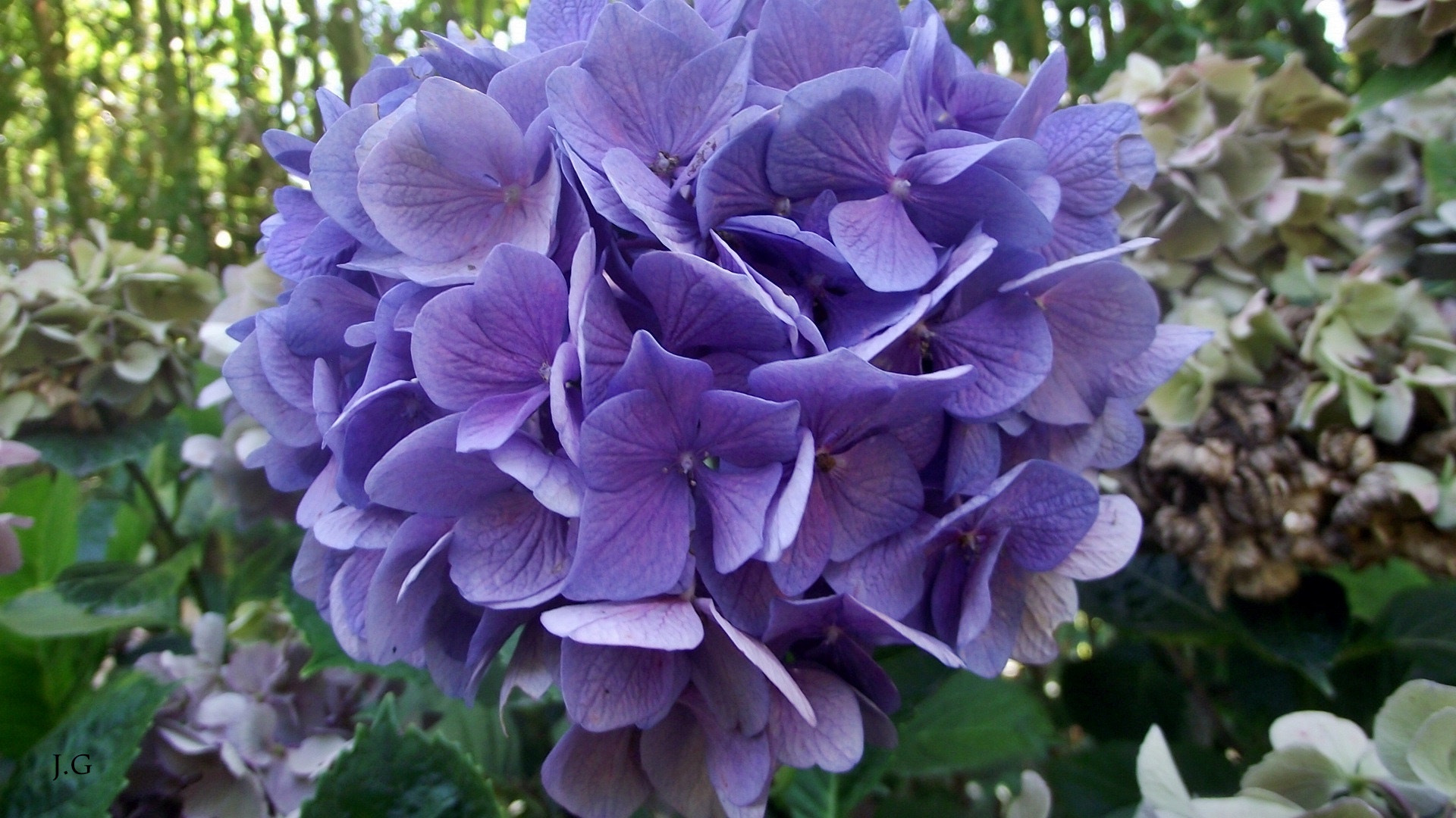 FujiFilm FinePix S1600 (FinePix S1770) sample photo. Hortensia bleu, bambouseraie d'anduze photography