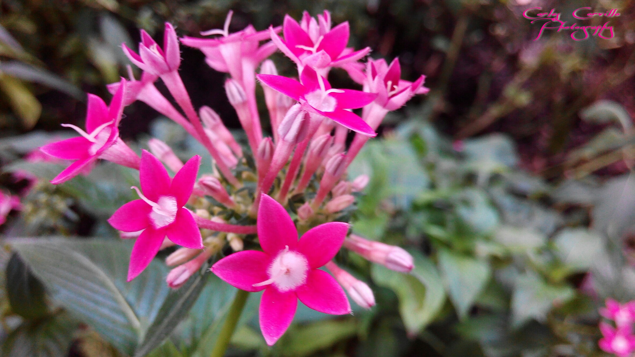 bq Aquaris E5 HD sample photo. Little p!nk photography