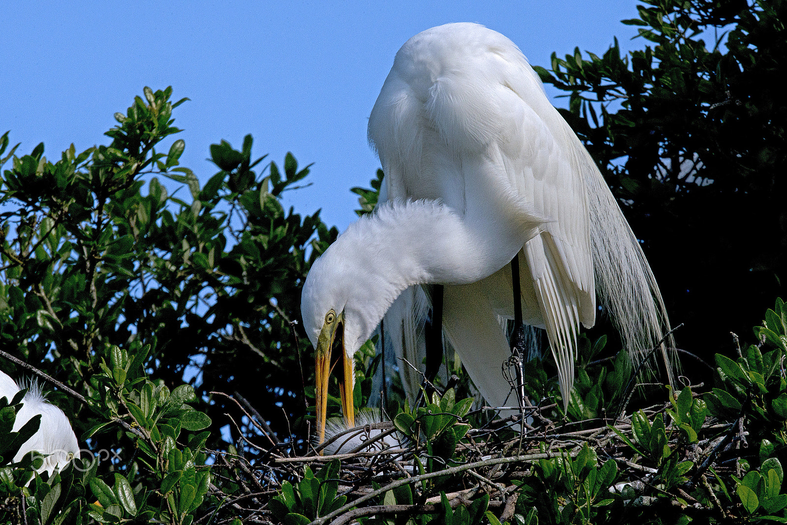 Nikon D800E sample photo. Great white feeding chick photography