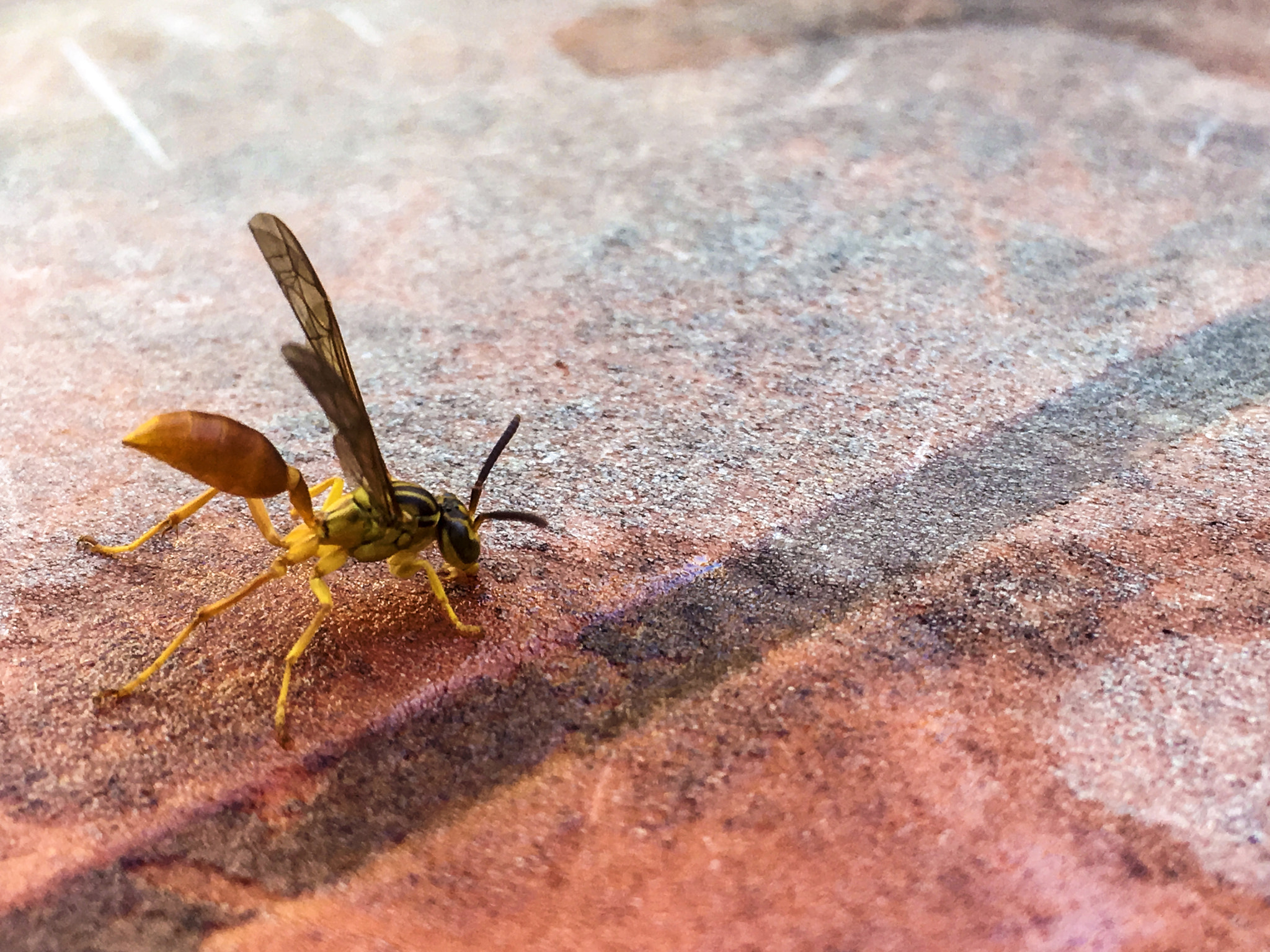 Apple iPhone8,1 sample photo. Insect photography