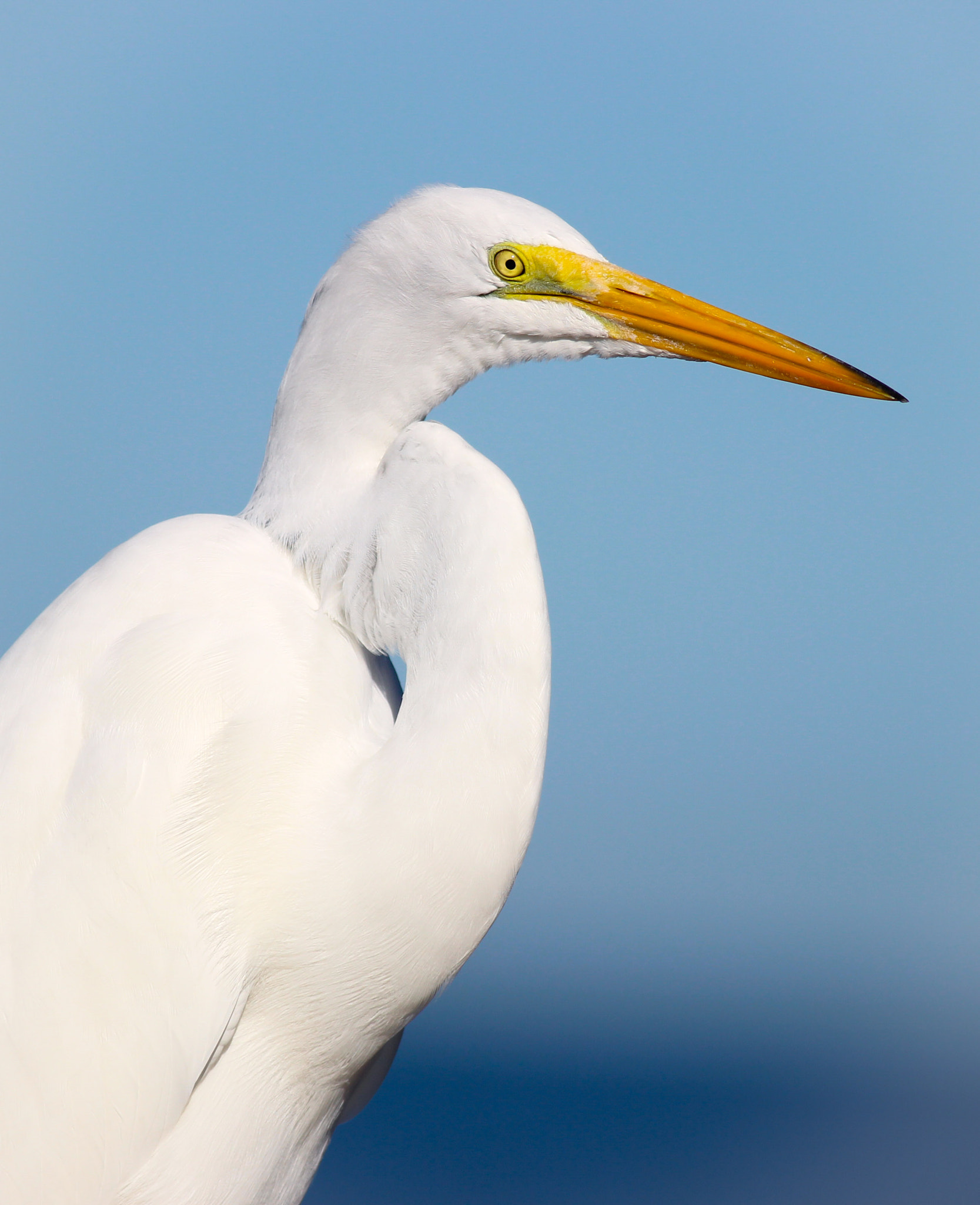 Canon EOS 600D (Rebel EOS T3i / EOS Kiss X5) + Canon EF 400mm F5.6L USM sample photo. Great egret photography