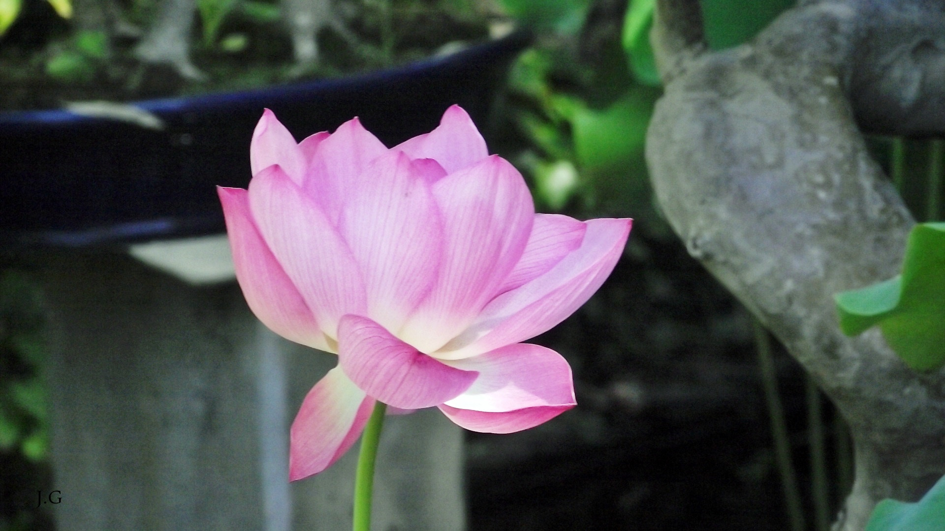 FujiFilm FinePix S1600 (FinePix S1770) sample photo. Nelumbo nucifera photography