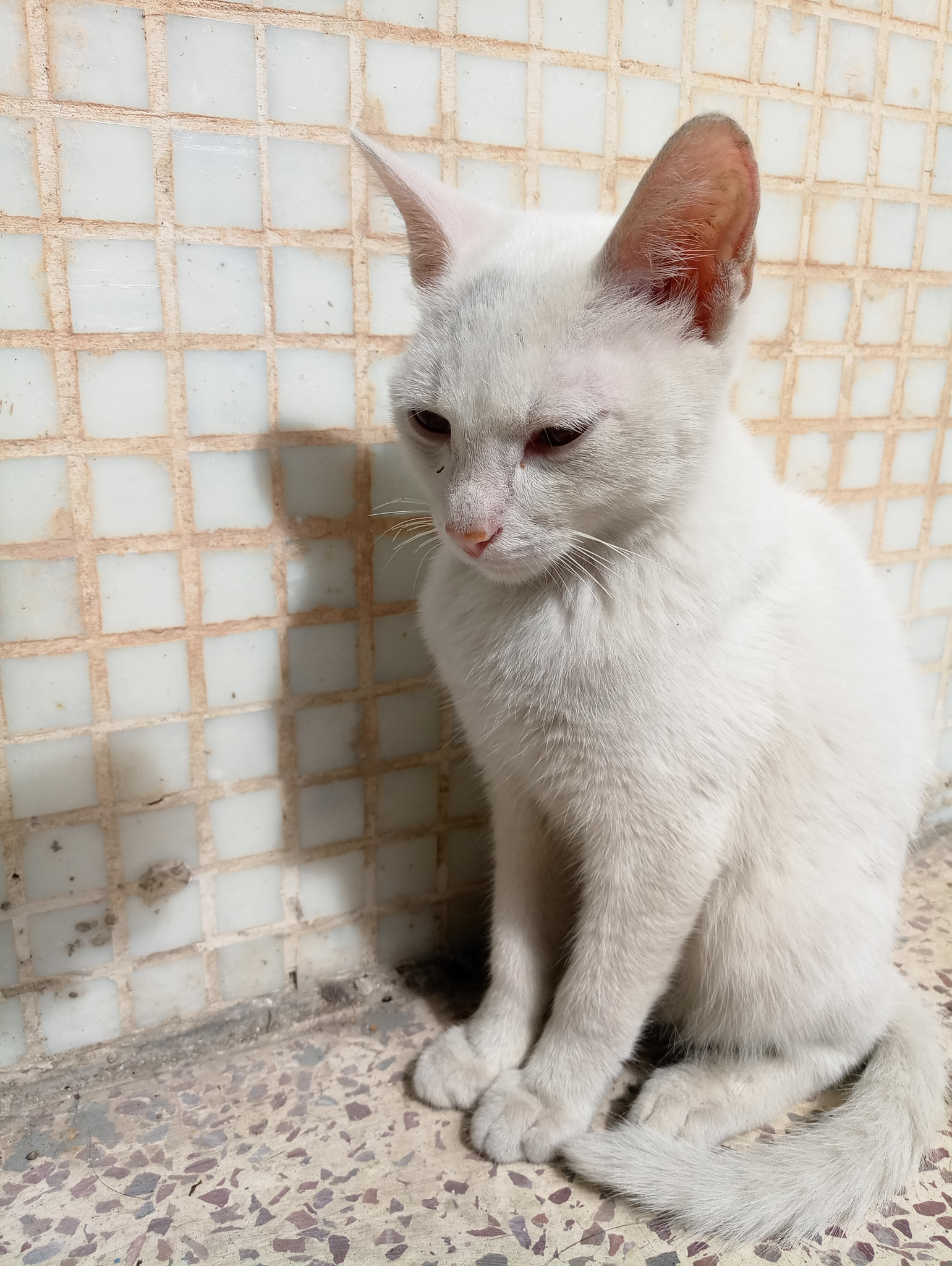 Meizu MX6 sample photo