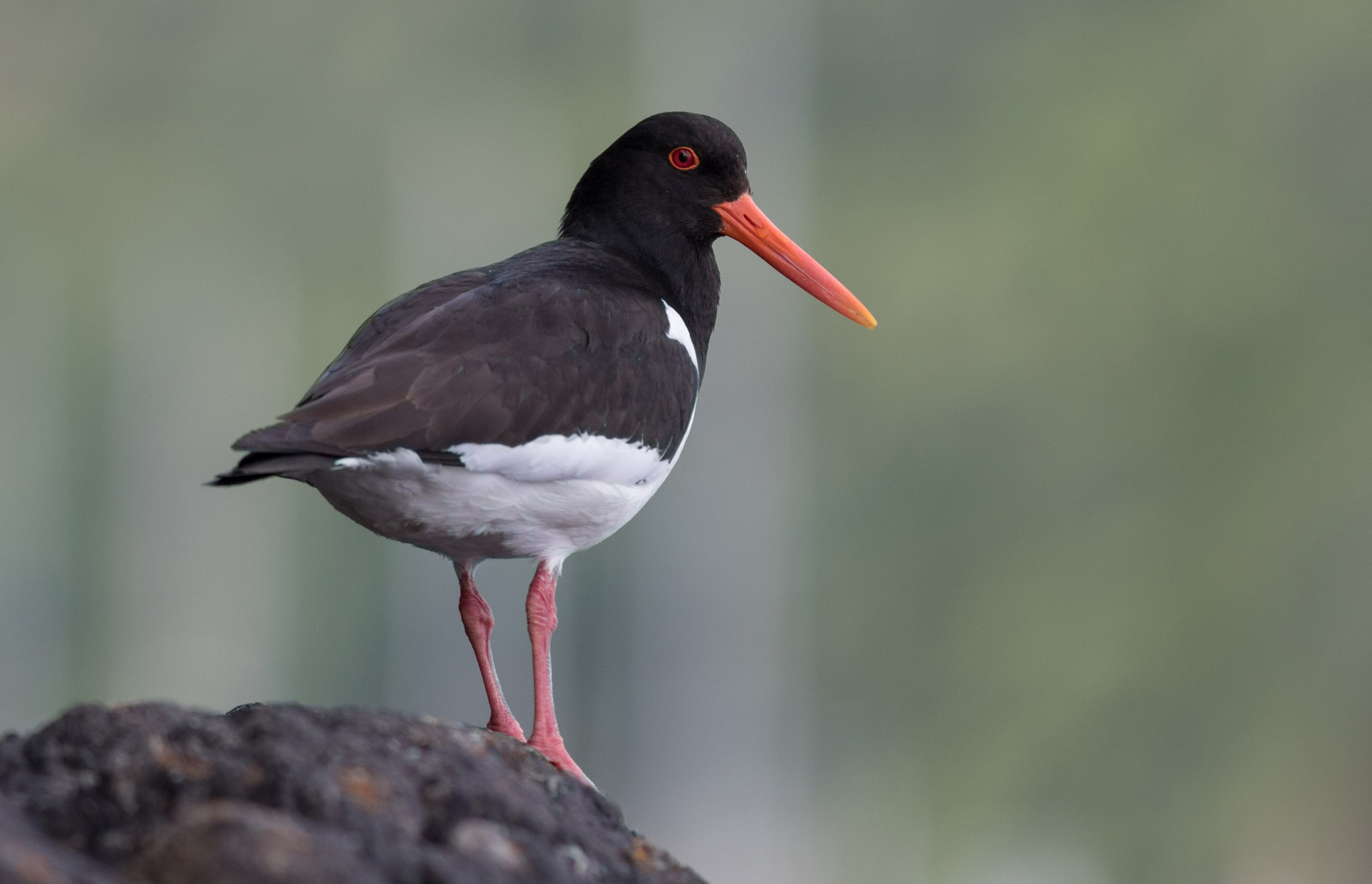 Canon EF 300mm F4L IS USM sample photo. Oystercatcher photography