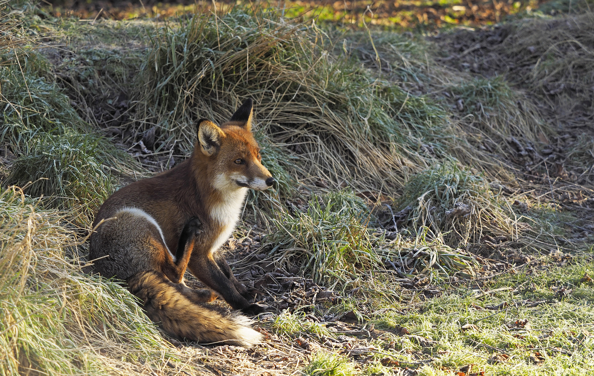 Olympus M.Zuiko Digital ED 40-150mm F2.8 Pro sample photo. Vulpes vulpes photography