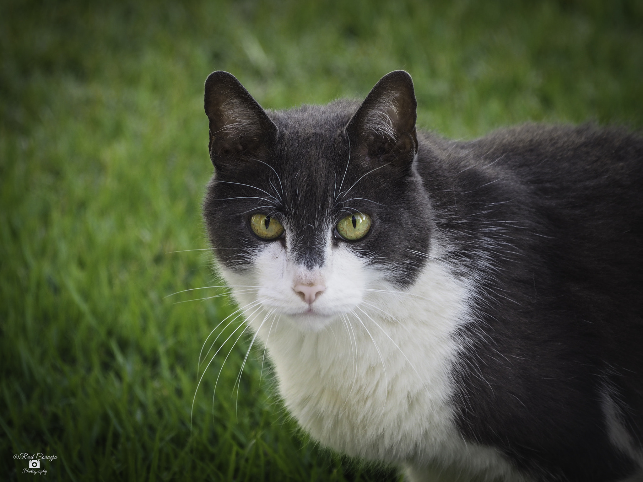 Olympus Zuiko Digital ED 70-300mm F4.0-5.6 sample photo. Pom pom... photography