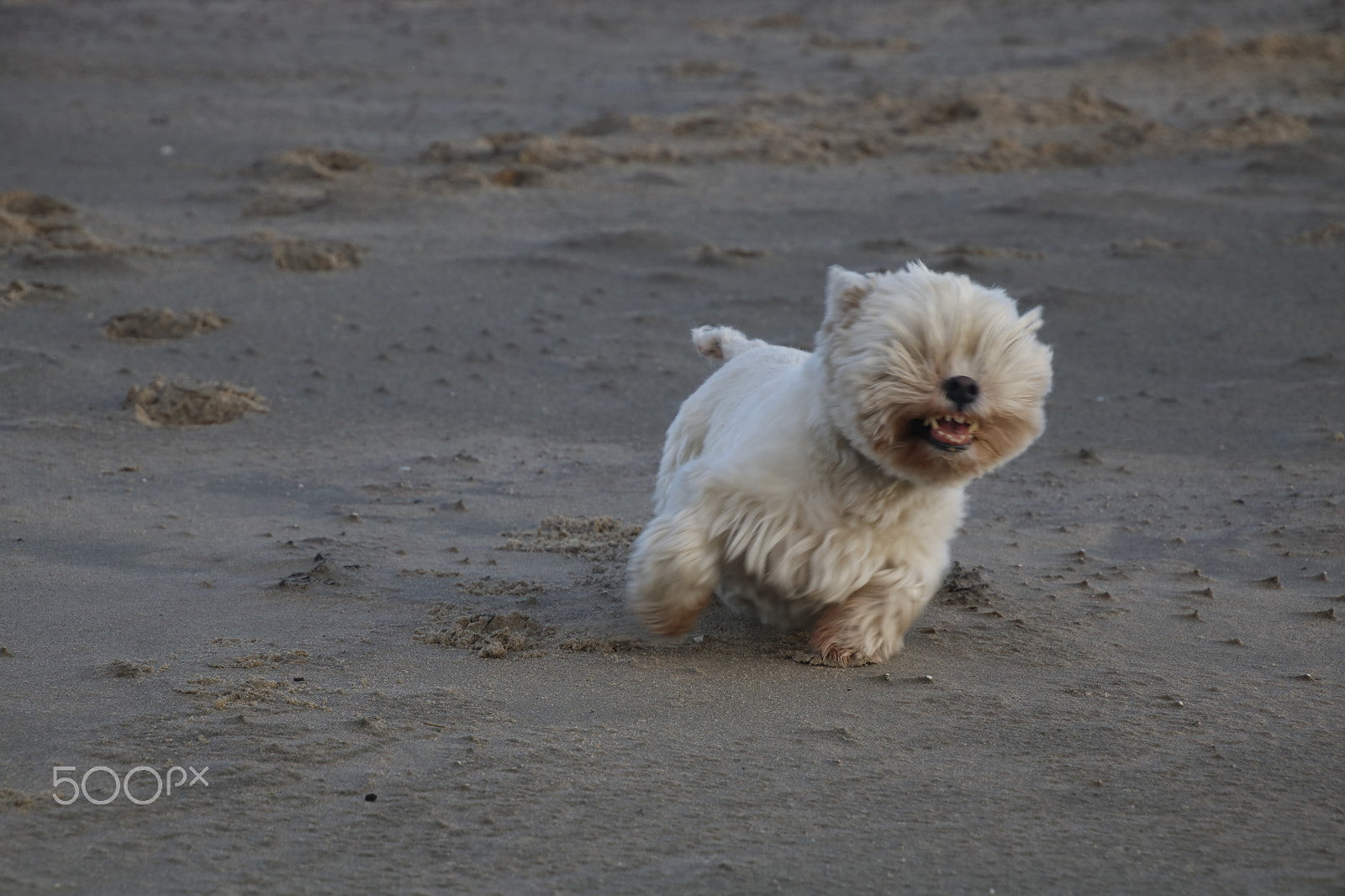 Canon EOS 750D (EOS Rebel T6i / EOS Kiss X8i) sample photo. Runing photography