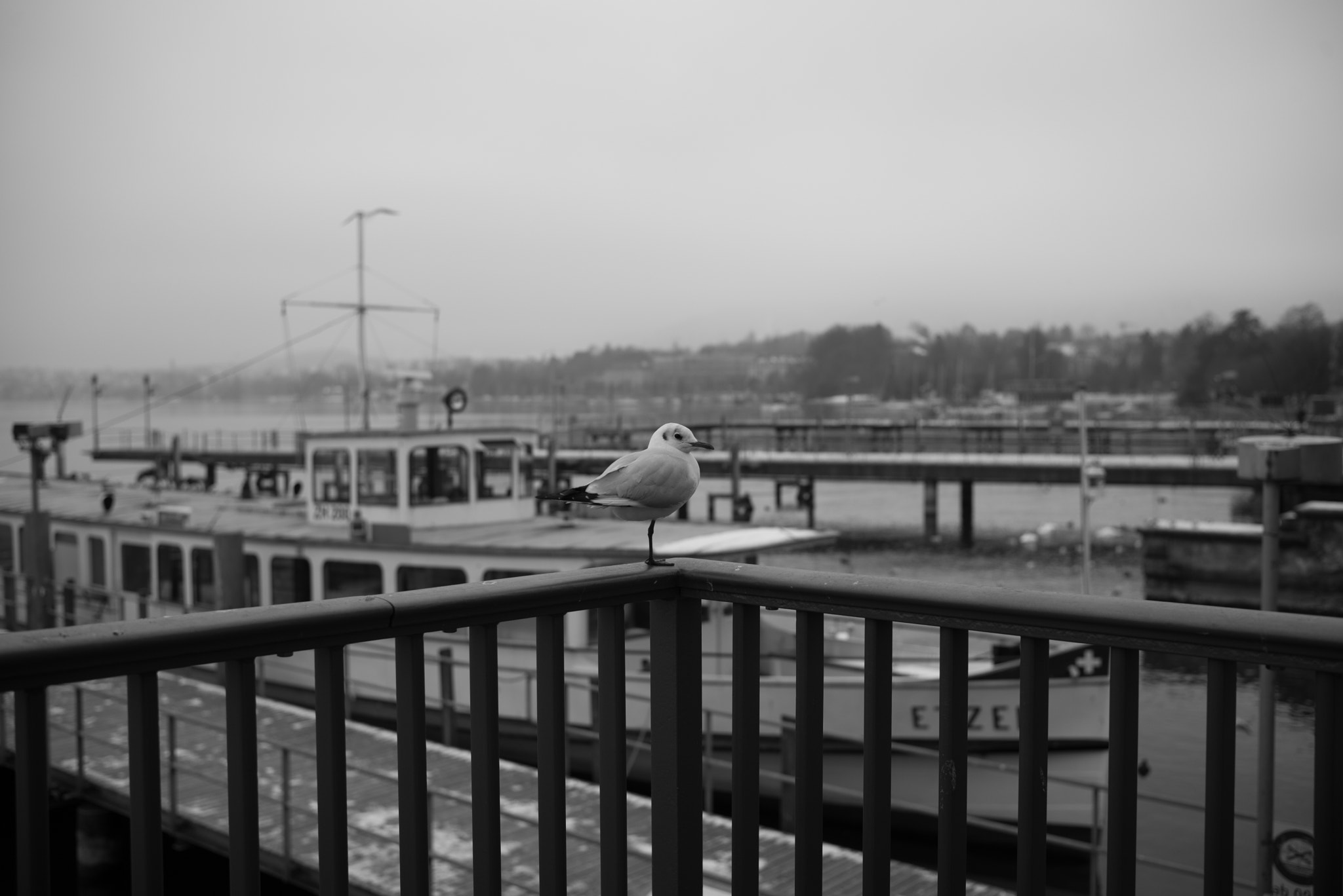 Leica Summilux-M 35mm F1.4 ASPH sample photo. Möwe (sea gull) photography