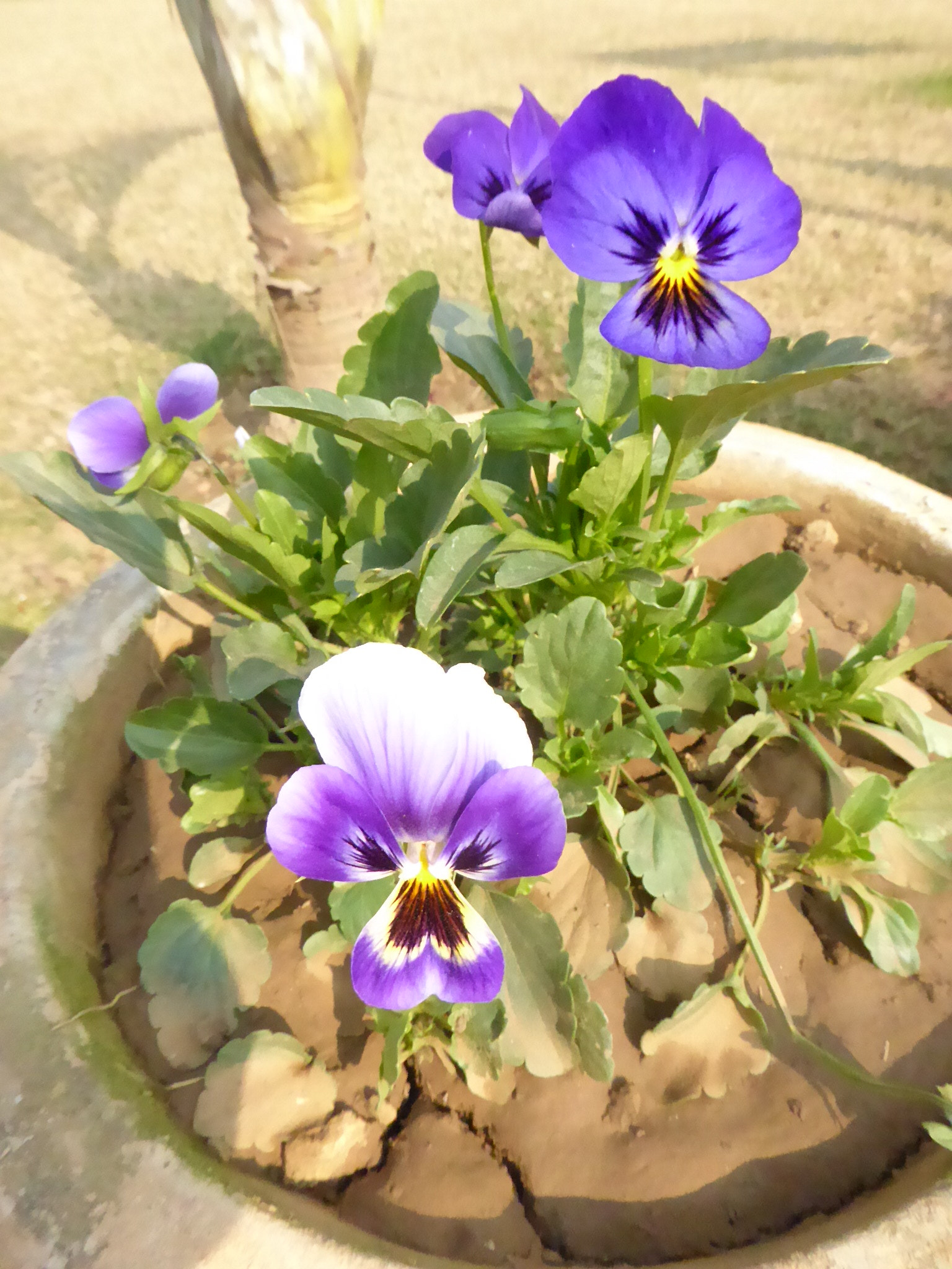 Panasonic Lumix DMC-ZS40 (Lumix DMC-TZ60) sample photo. Flowers photography
