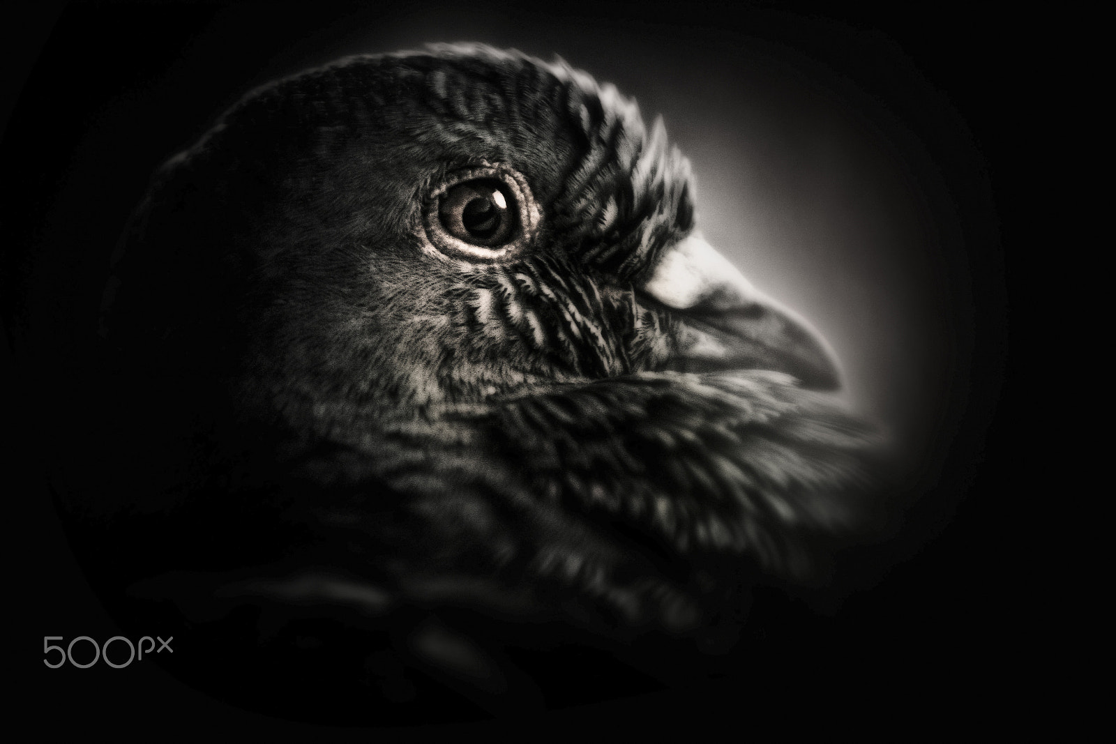 Sigma 70-200mm F2.8 EX DG OS HSM sample photo. Pigeon's portrait photography