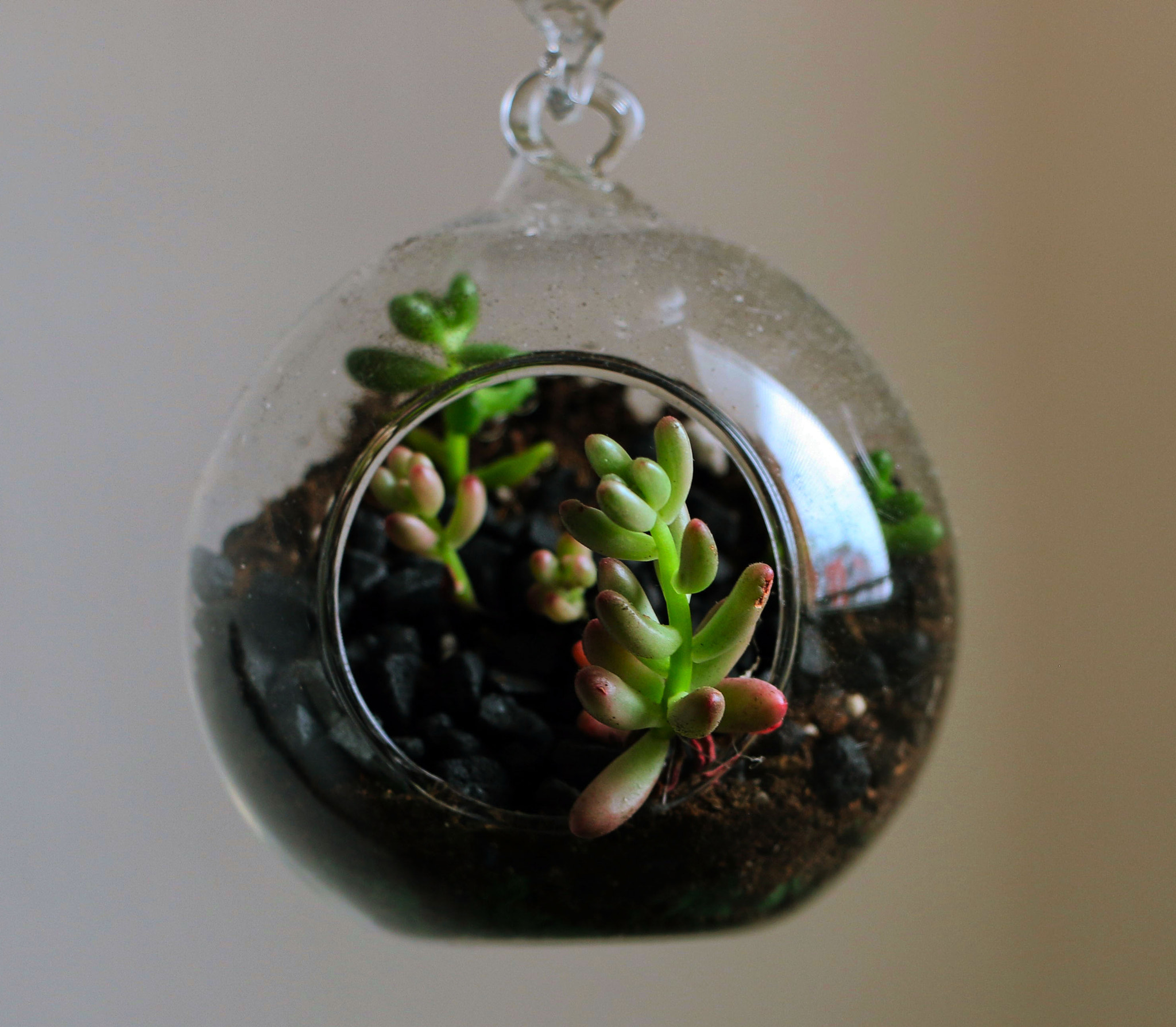 18.0 - 135.0 mm sample photo. Small hanging terrarium photography