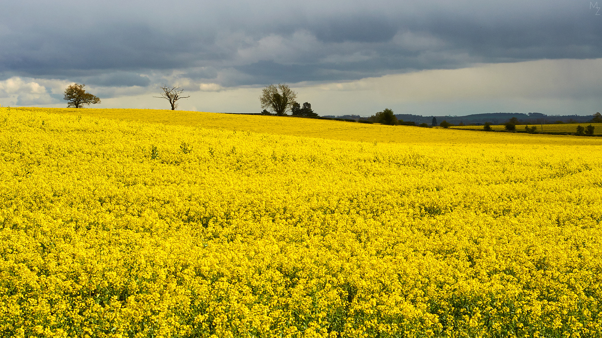 Nikon AF Nikkor 50mm F1.8D sample photo. Fields of gold photography