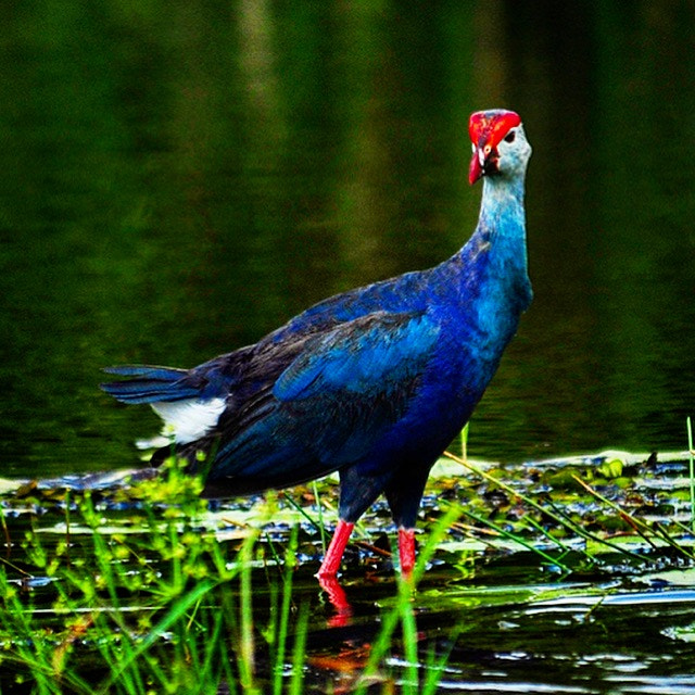 Nikon D300S sample photo. Water fowl photography