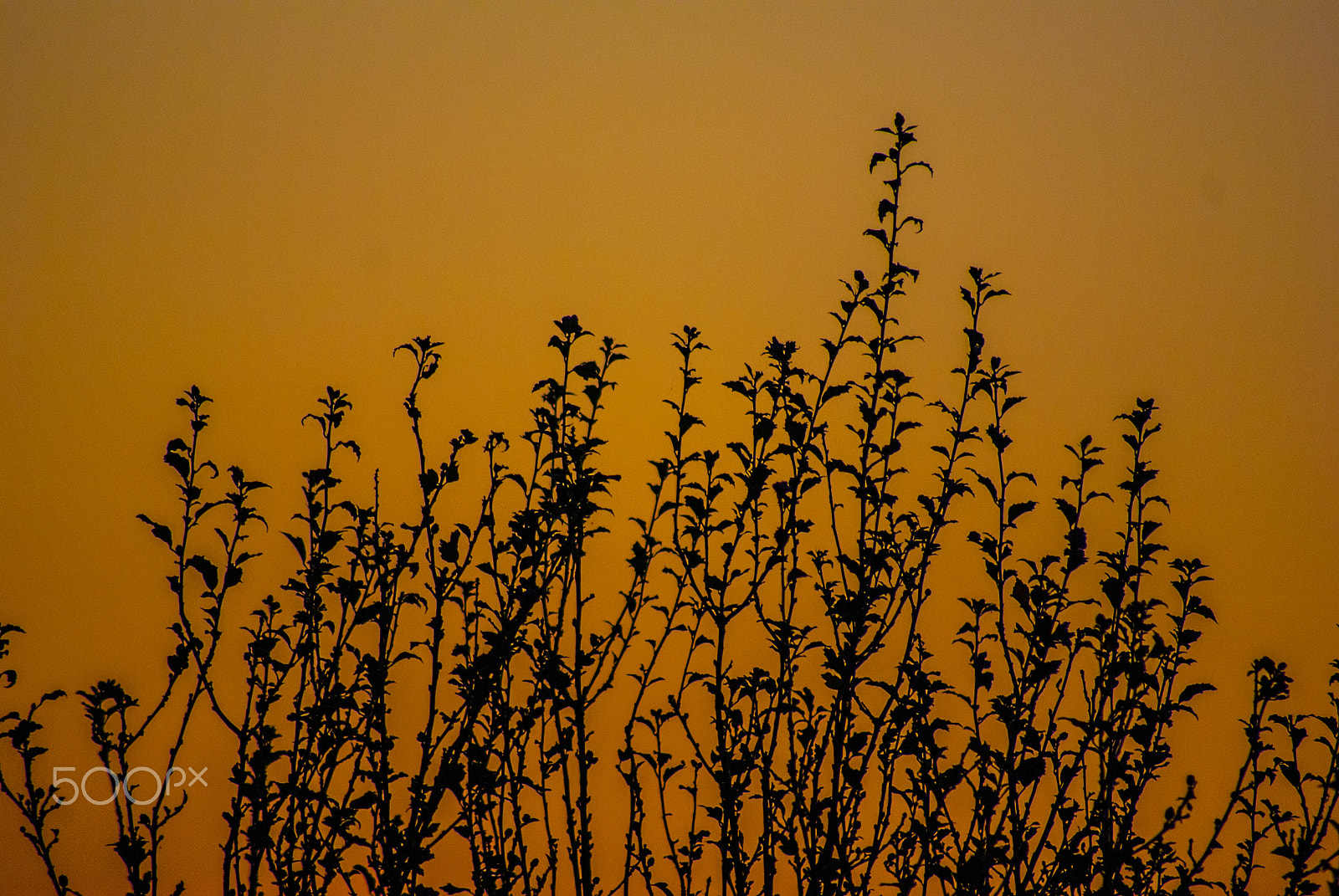 Sony Alpha DSLR-A330 sample photo. Modded sony photography