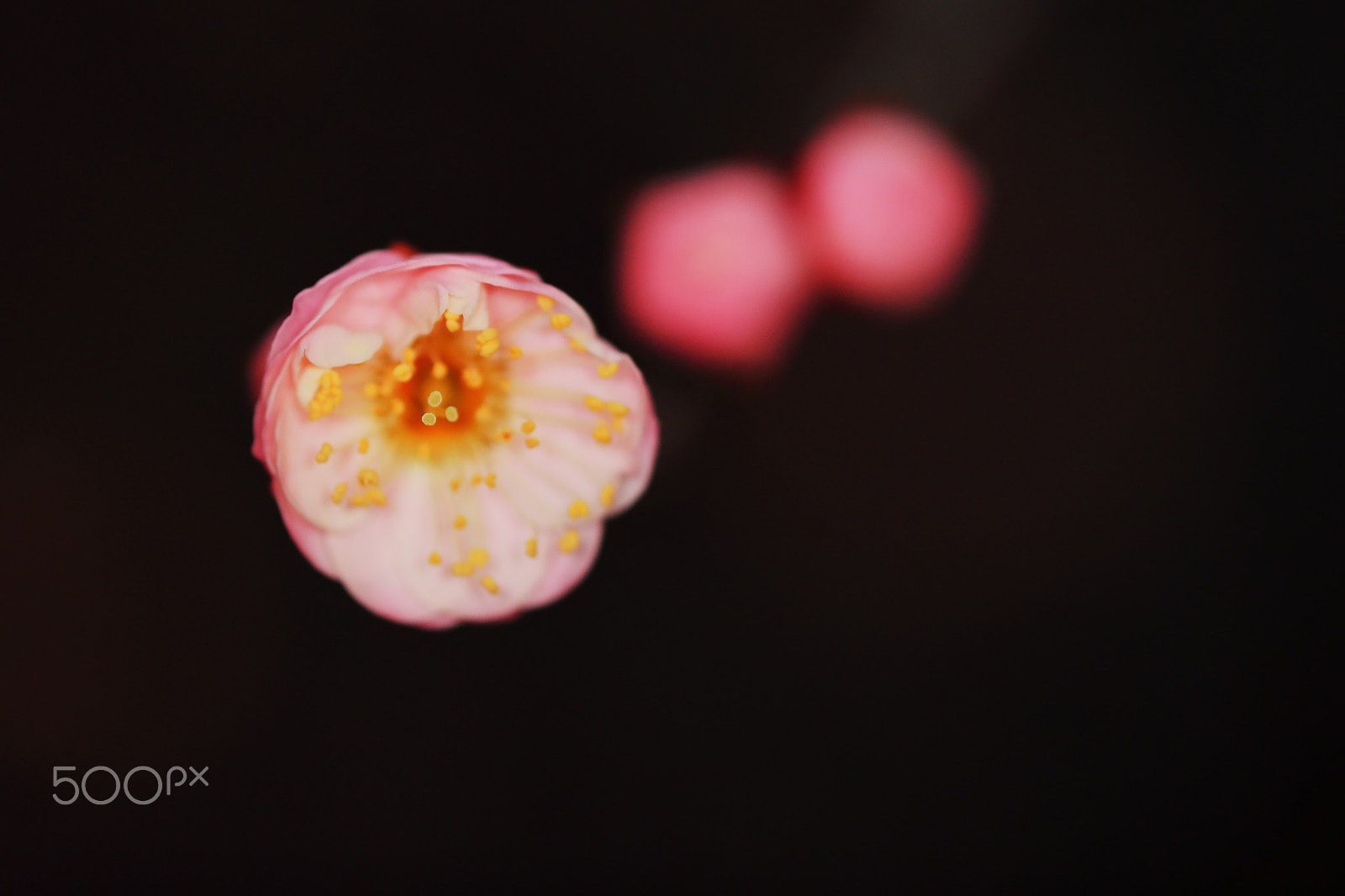 Canon EF 180mm F3.5L Macro USM sample photo. Wintersweet photography