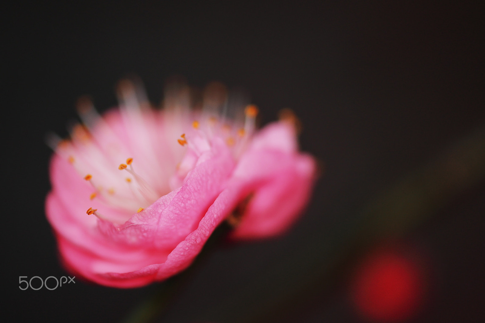 Canon EF 180mm F3.5L Macro USM sample photo. Wintersweet photography