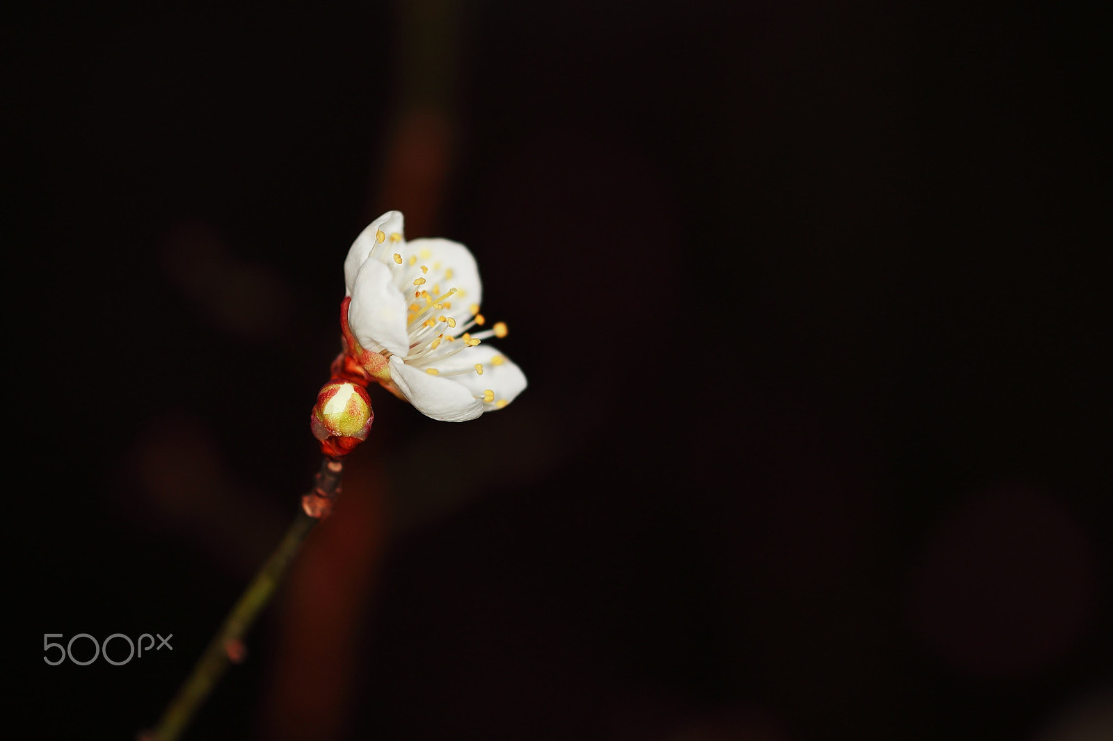 Canon EF 180mm F3.5L Macro USM sample photo. Wintersweet photography