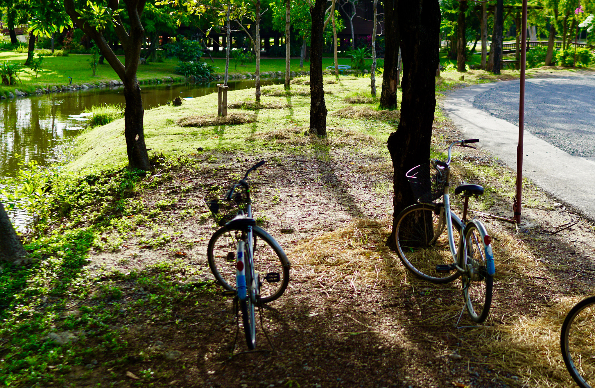 Sony a5100 + Sony Distagon T* FE 35mm F1.4 ZA sample photo. Bicycles in garden park photography