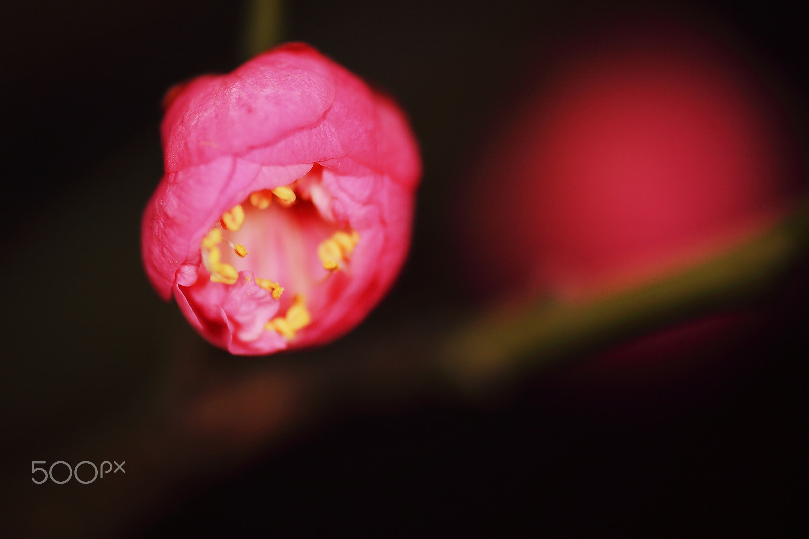 Canon EF 180mm F3.5L Macro USM sample photo. Winteesweet photography