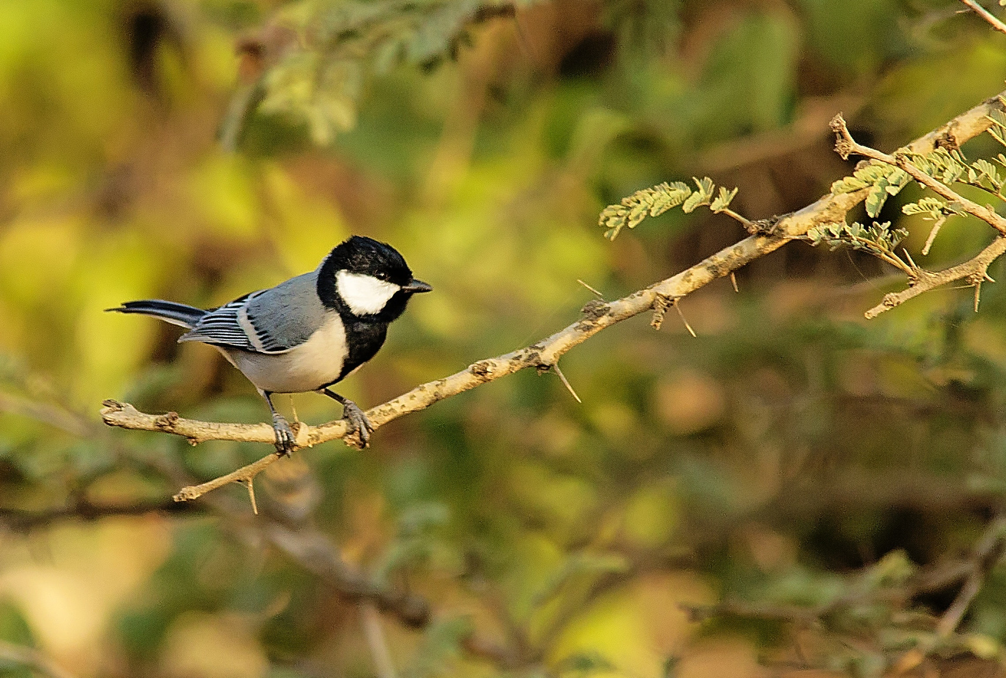 Sigma 150-500mm F5-6.3 DG OS HSM sample photo. Great tit photography