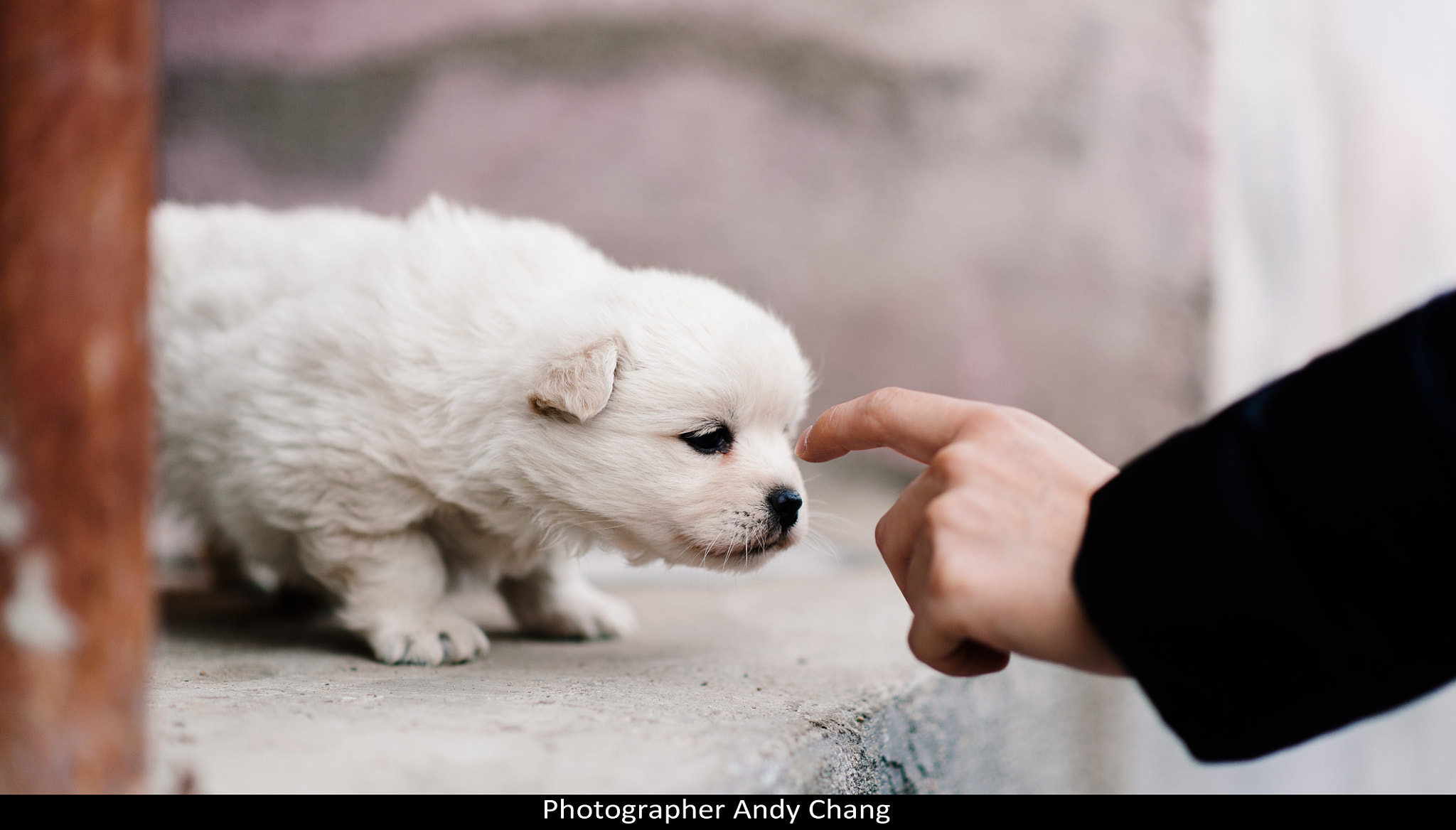 Nikon D3 sample photo. Puppy photography