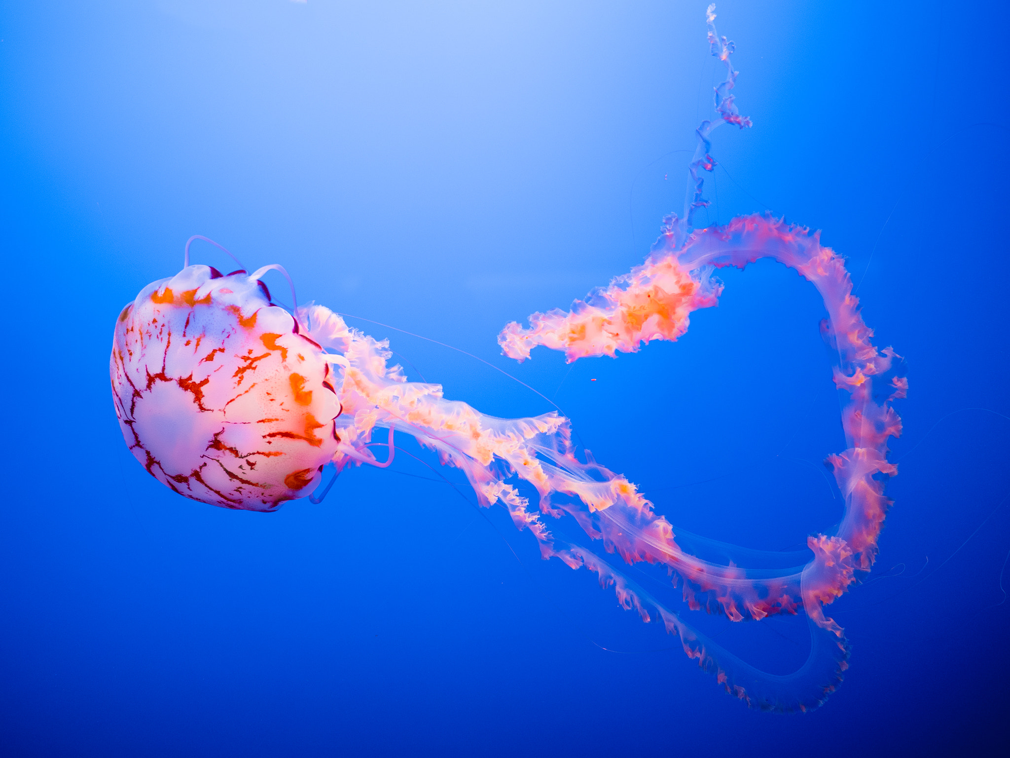 Olympus OM-D E-M5 II + OLYMPUS M.25mm F1.2 sample photo. Jellyfish photography