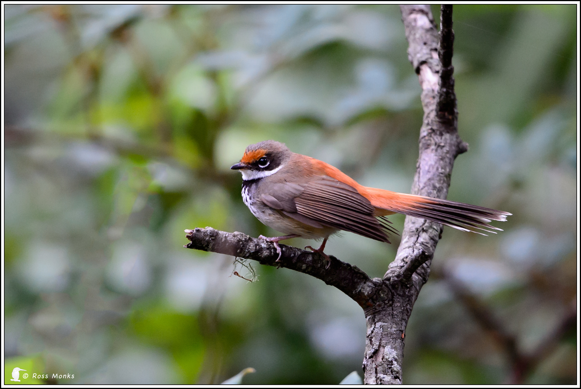 Nikon D4 + Nikon AF-S Nikkor 600mm F4G ED VR sample photo. Rufous fantail photography