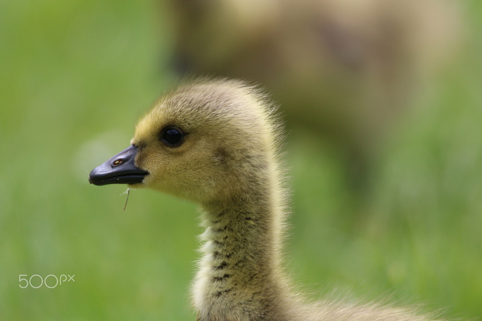 Canon EOS 70D sample photo. Gosling - canadian goose photography