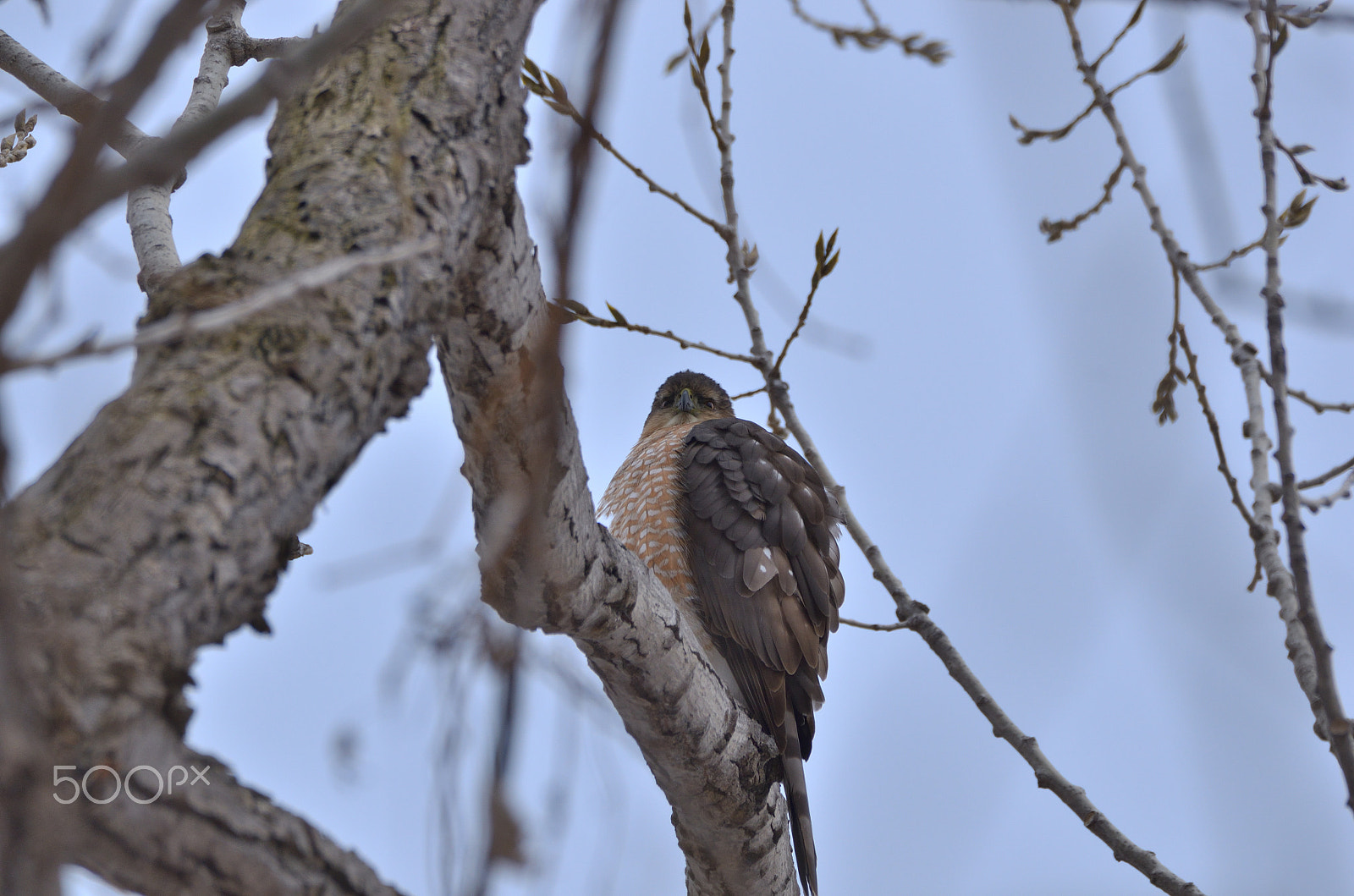Sigma 150-600mm F5-6.3 DG OS HSM | C sample photo. Untitled photography