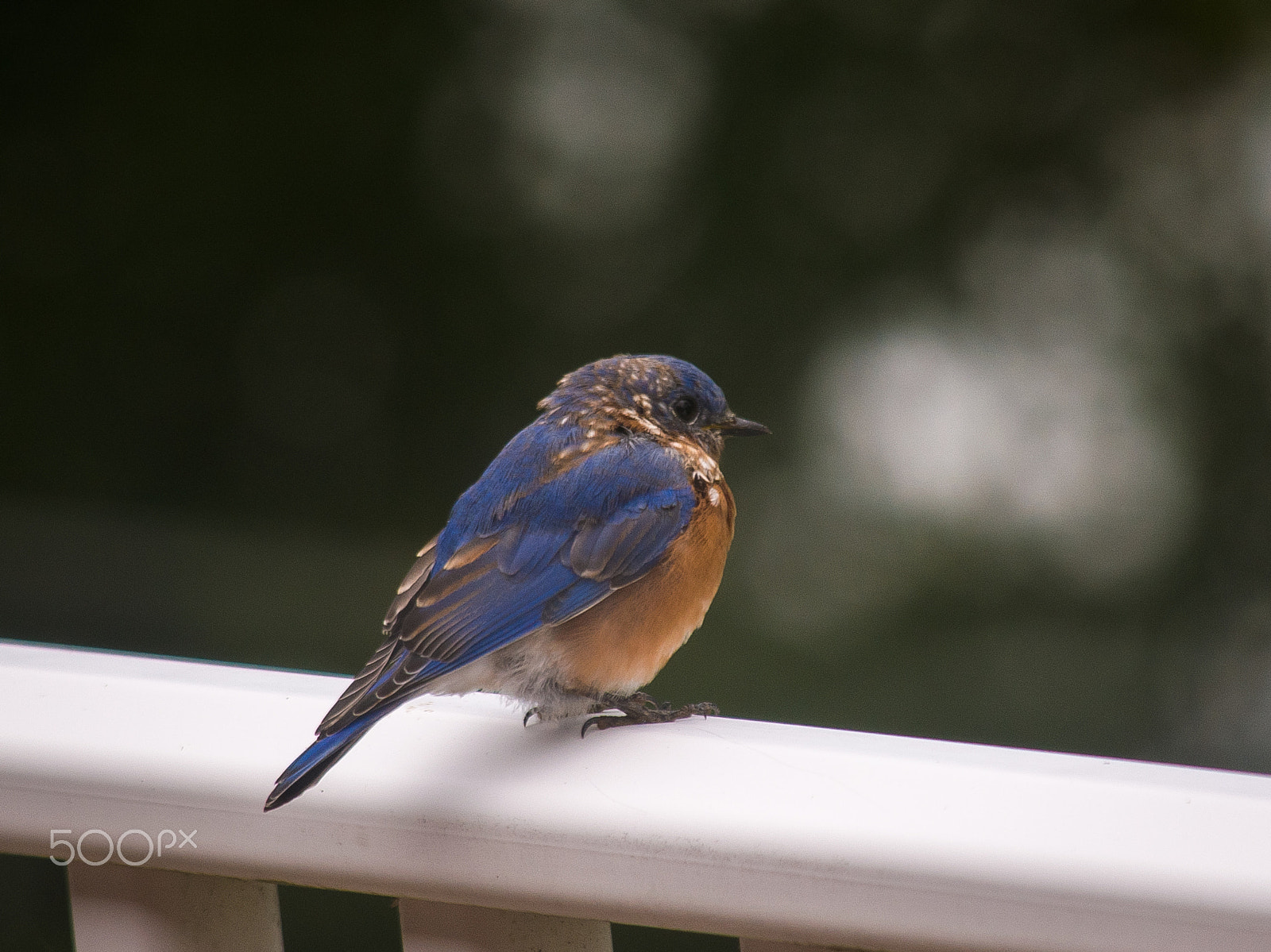 Nikon D5000 sample photo. Eastern bluebird photography