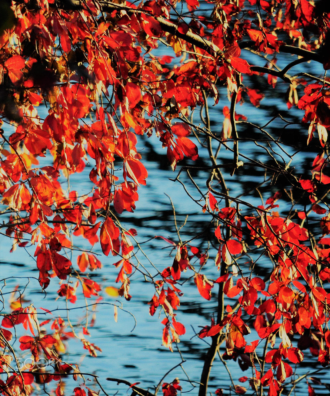 Nikon D5000 sample photo. Flaming leaves in fall photography
