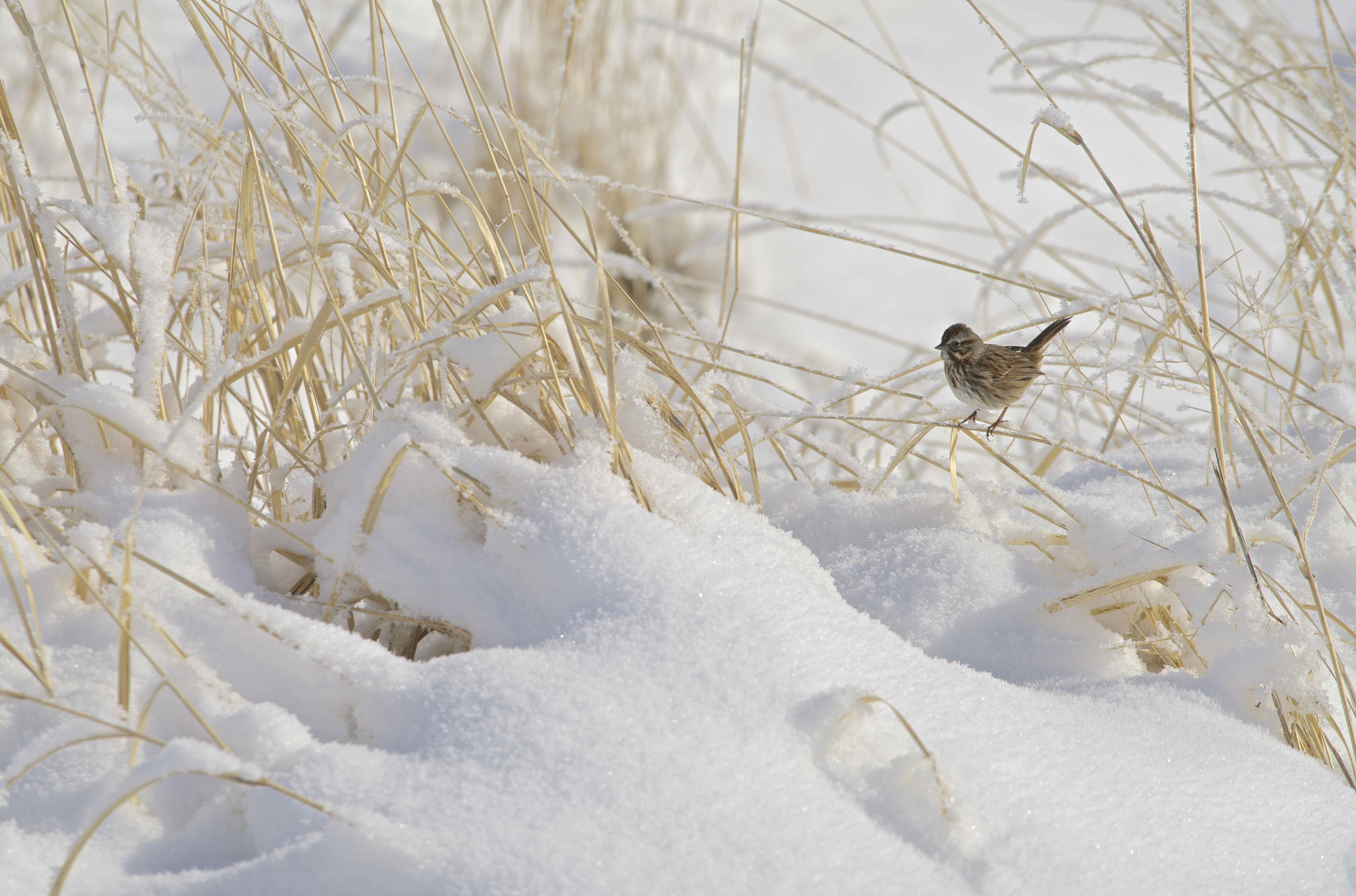 Sony FE 70-200mm F4 G OSS sample photo. Winter song photography