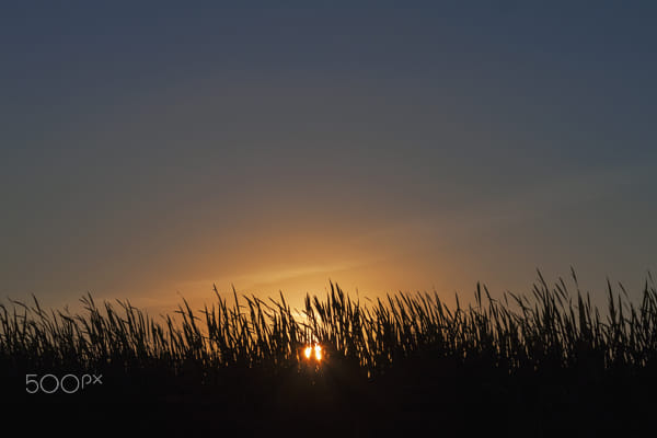 Sunset in the bush cattail by Nick Patrin on 500px.com