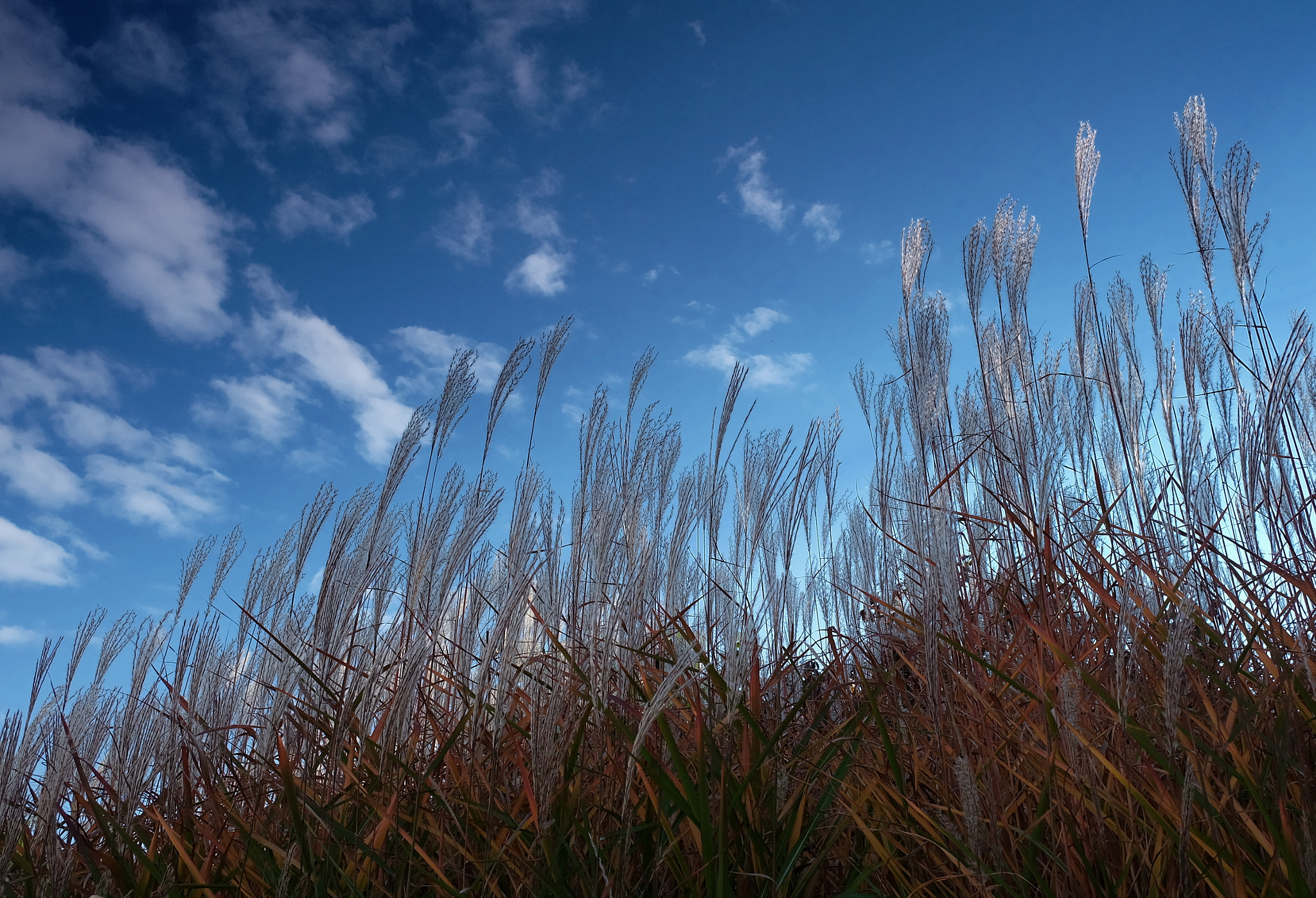 Fujifilm X-A1 + Fujifilm XF 18-55mm F2.8-4 R LM OIS sample photo. Grass and sky 2014.10.04 photography