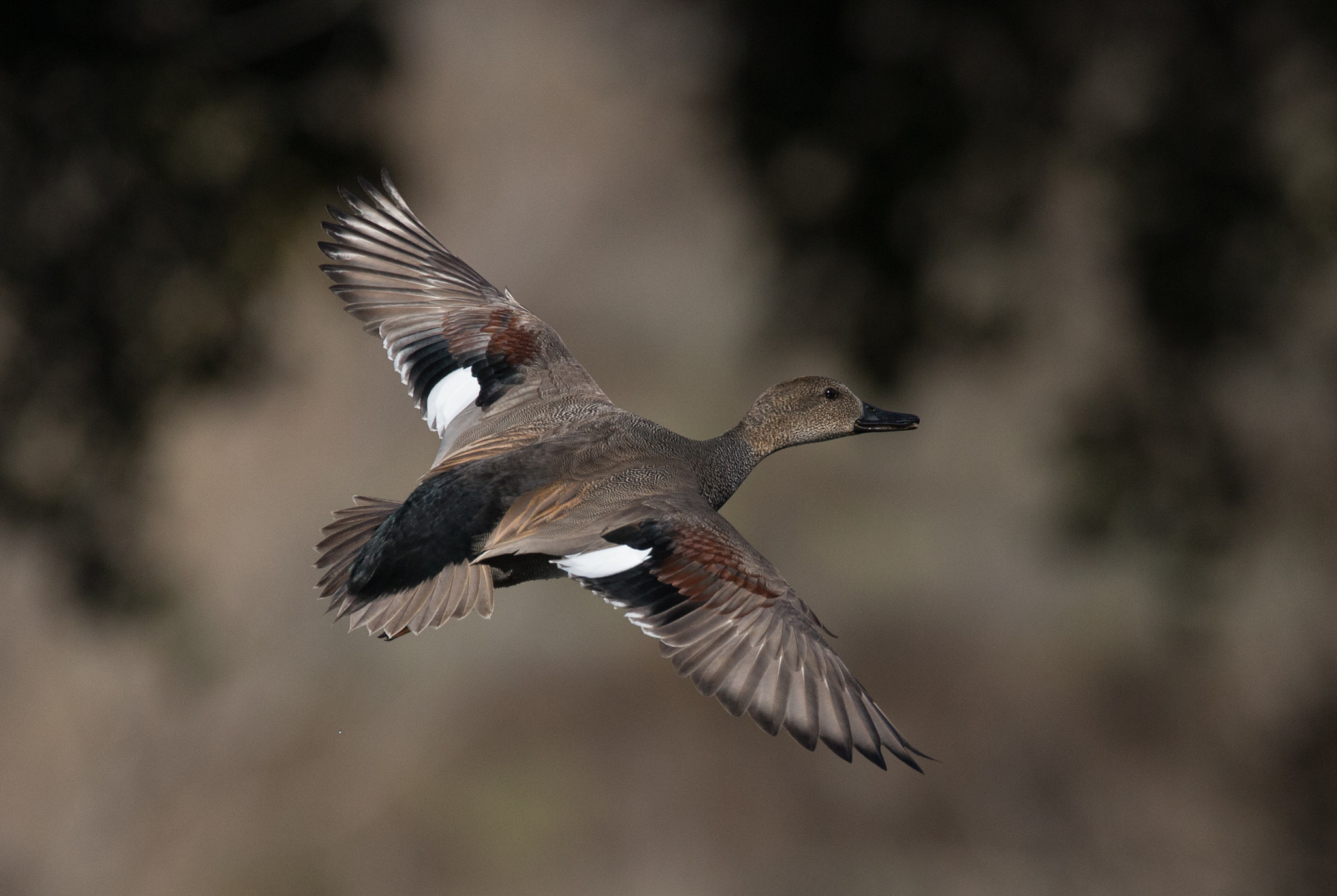 150-600mm F5-6.3 DG OS HSM | Contemporary 015 sample photo. Gliding in photography
