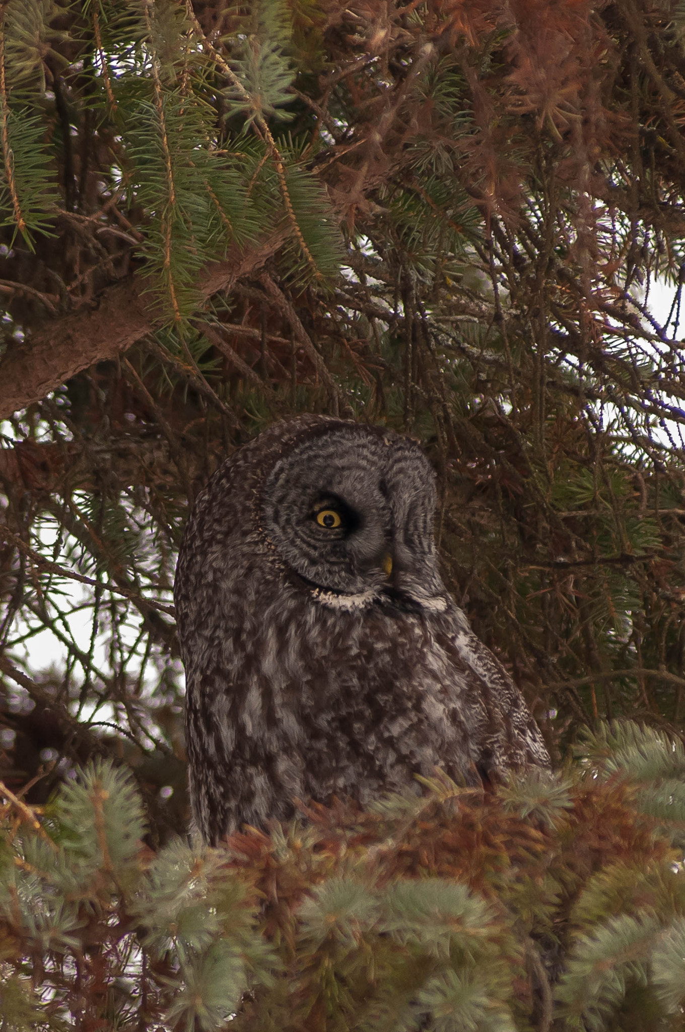 AF Zoom-Nikkor 80-200mm f/2.8 ED sample photo. Great grey owl photography