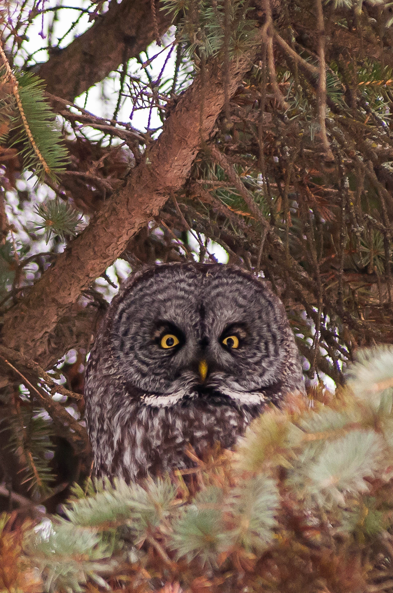AF Zoom-Nikkor 80-200mm f/2.8 ED sample photo. Are you looking at me photography