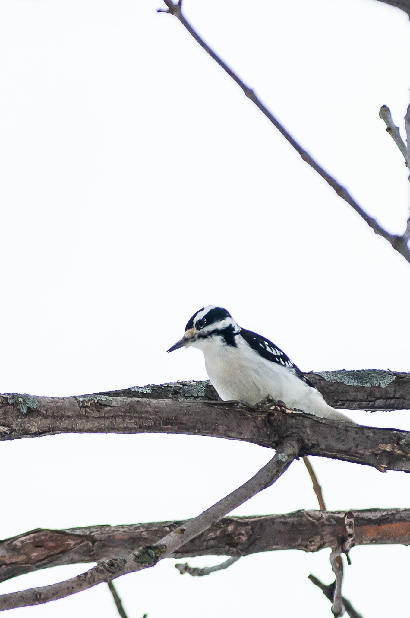 AF Zoom-Nikkor 80-200mm f/2.8 ED sample photo. Hairy woodpecker female photography