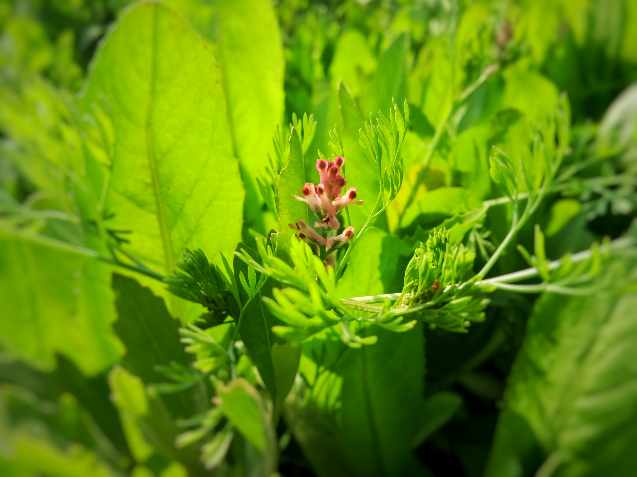 GIONEE F103 Pro sample photo. Little pink photography
