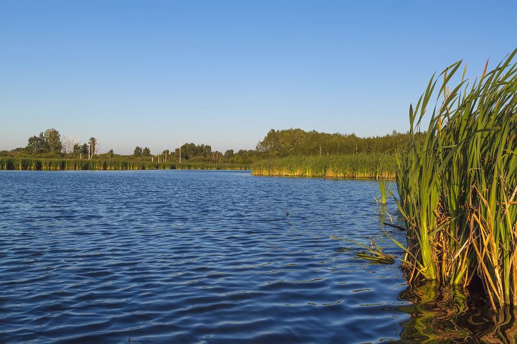 wetlands, автор — Nick Patrin на 500px.com