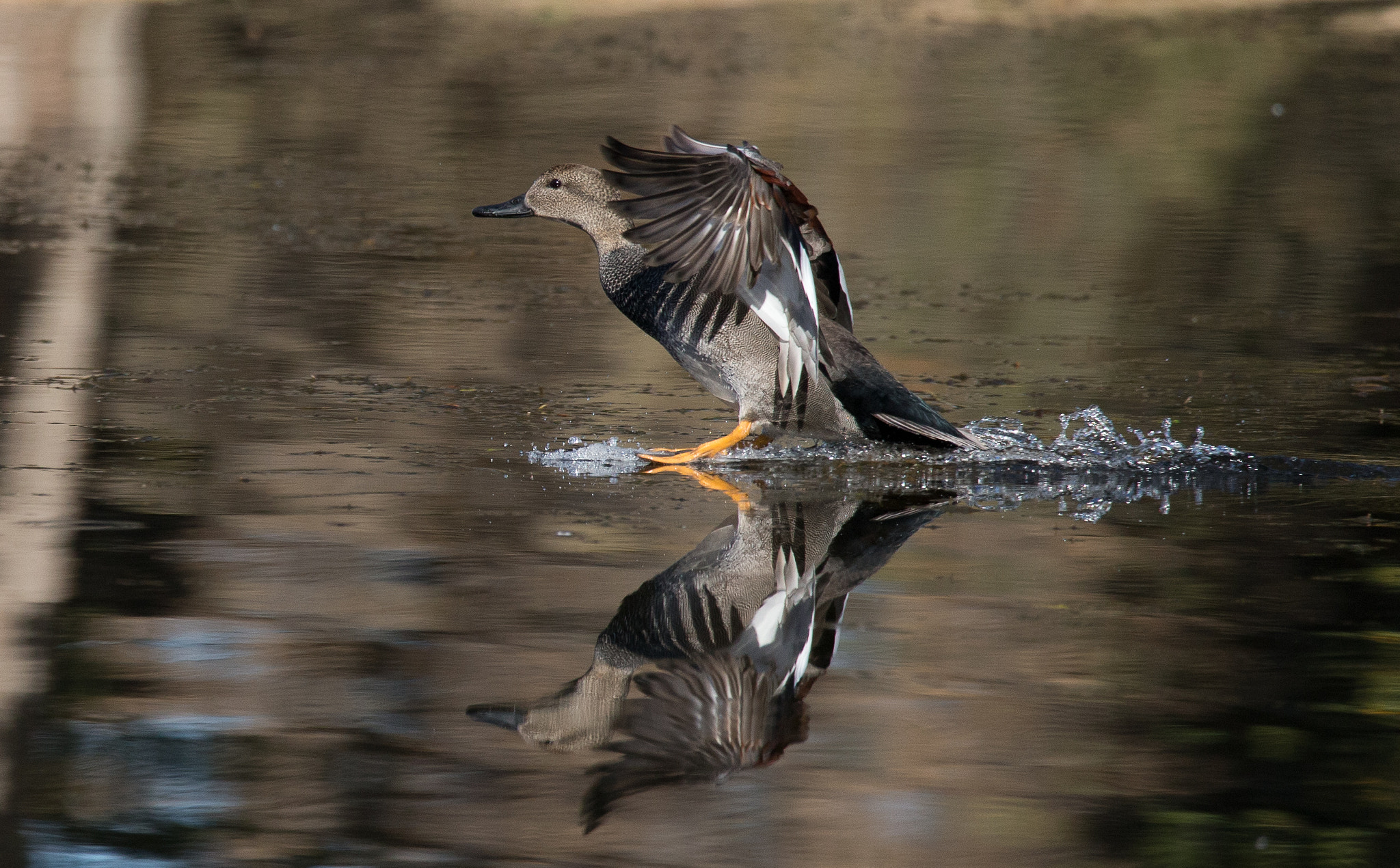 150-600mm F5-6.3 DG OS HSM | Contemporary 015 sample photo. Landing reflection photography