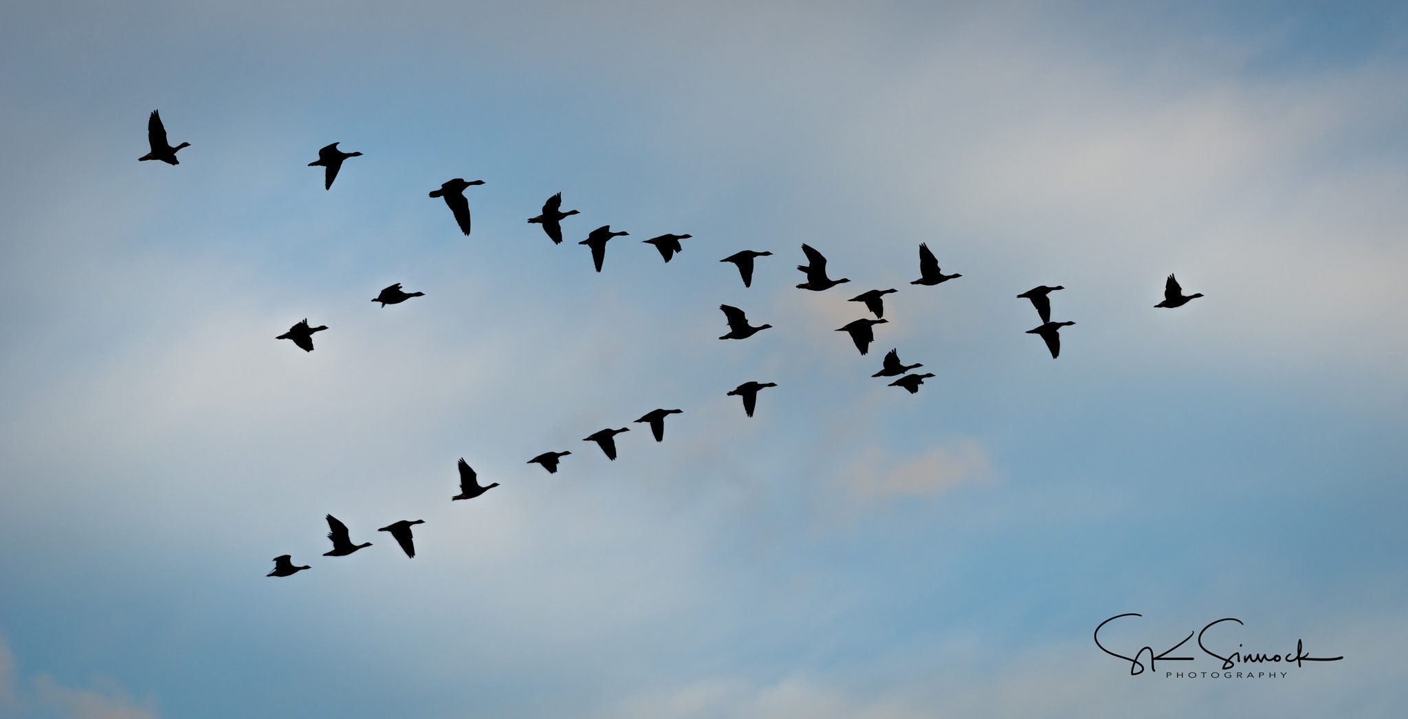 Nikon D800 sample photo. Greater white fronted geese photography
