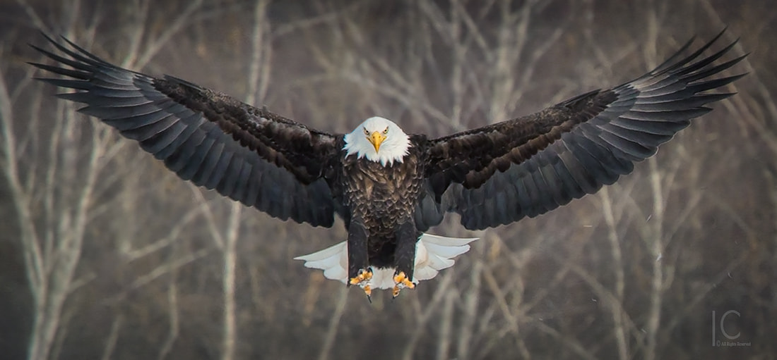 Canon EF 70-200mm F4L IS USM sample photo. Spread eagle photography