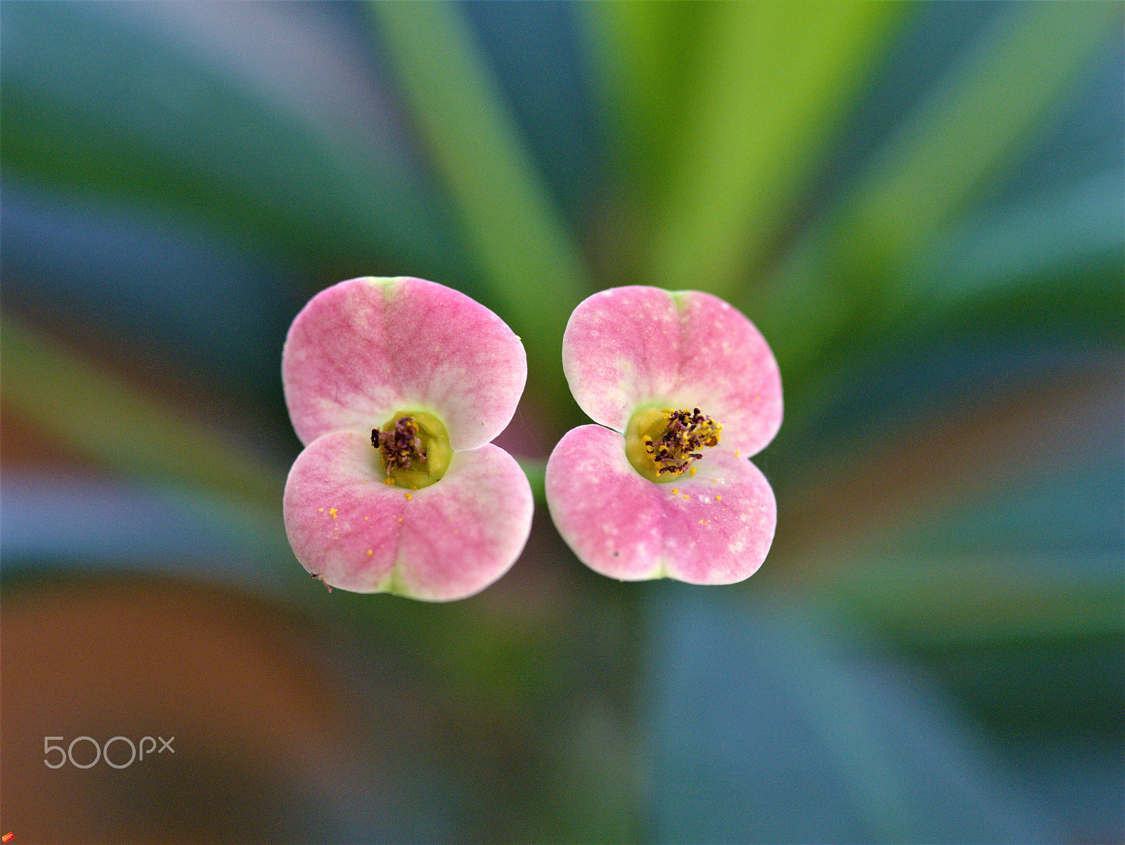 Pentax 645D sample photo. Cacti 2 photography