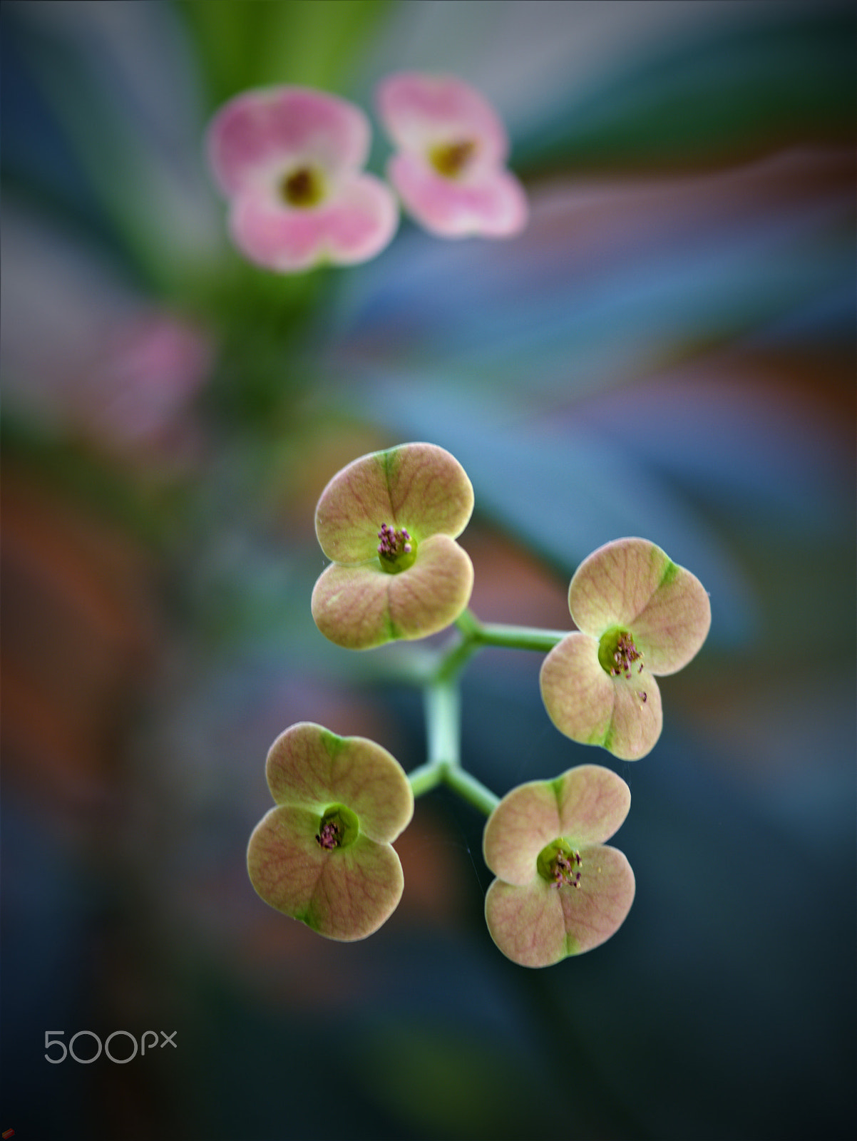 Pentax 645D sample photo. Cacti photography