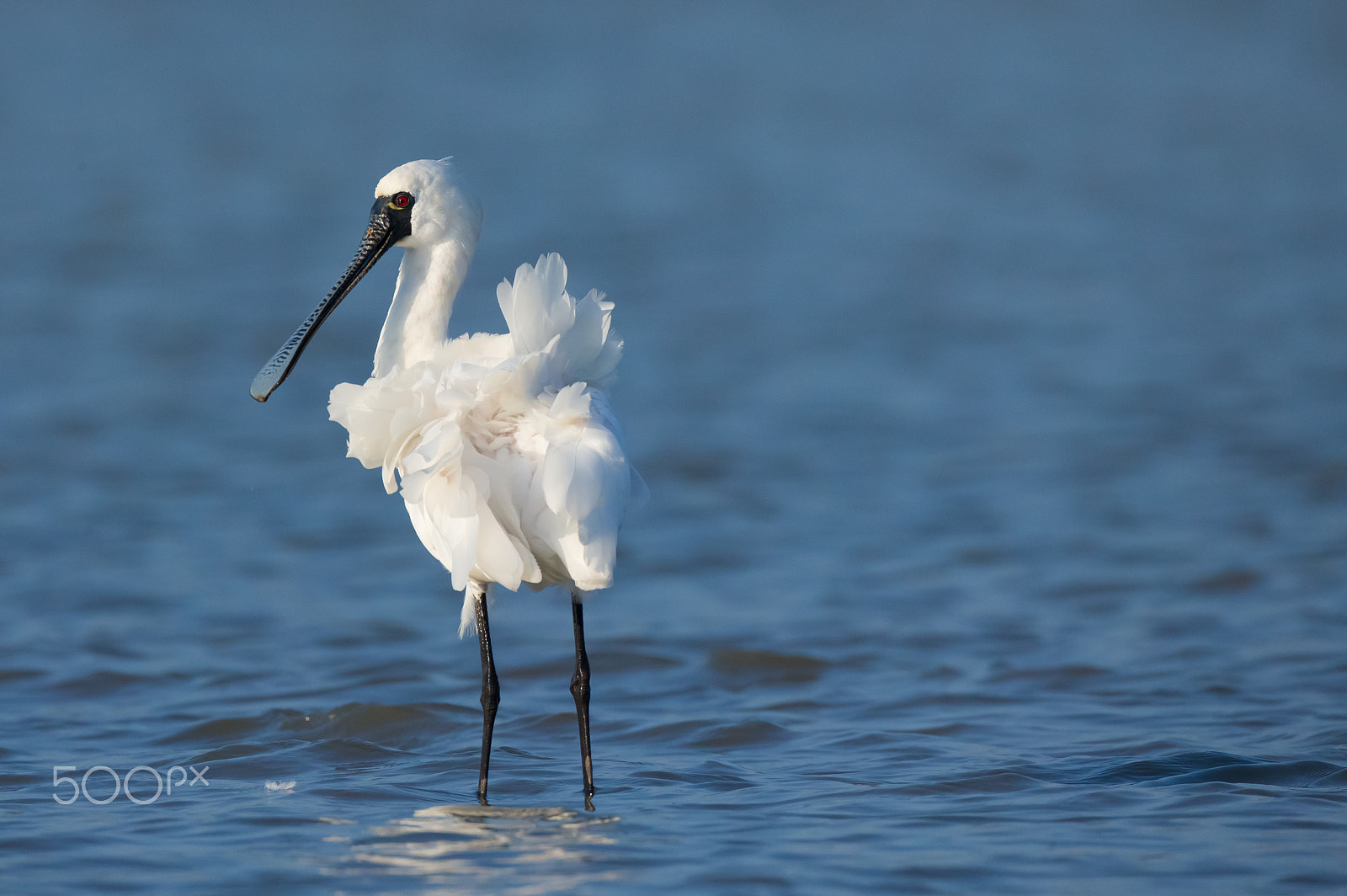 Canon EF 800mm F5.6L IS USM sample photo. Like a flower in the wind photography