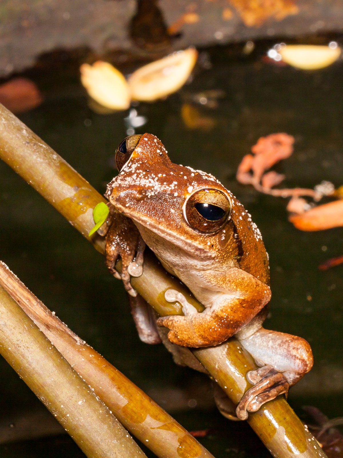 Canon EF 100mm F2.8L Macro IS USM sample photo. Common tree frog photography